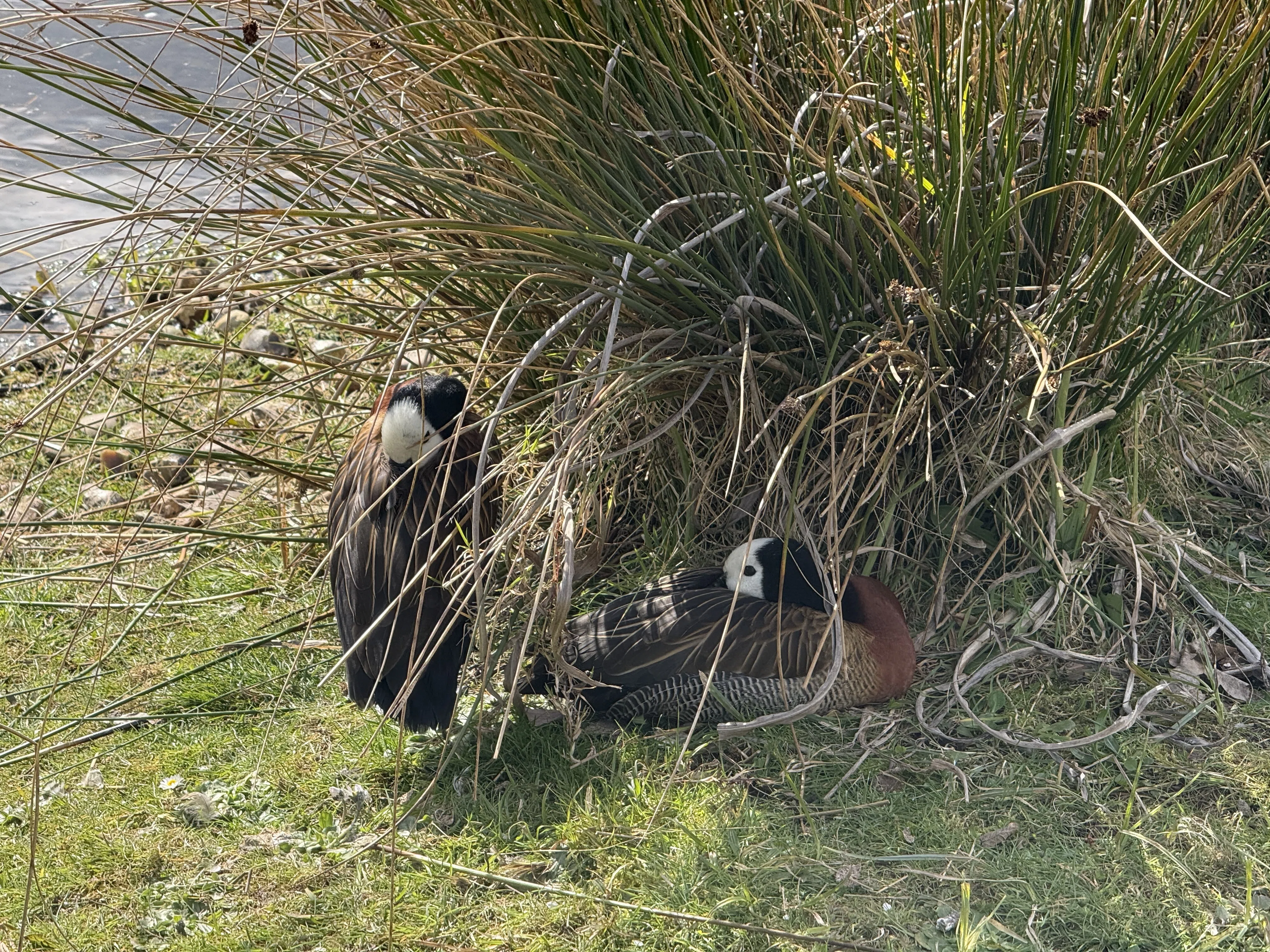 ロンドンの野鳥の楽園WWTウェットランド・センターに行ってきた｜のん子