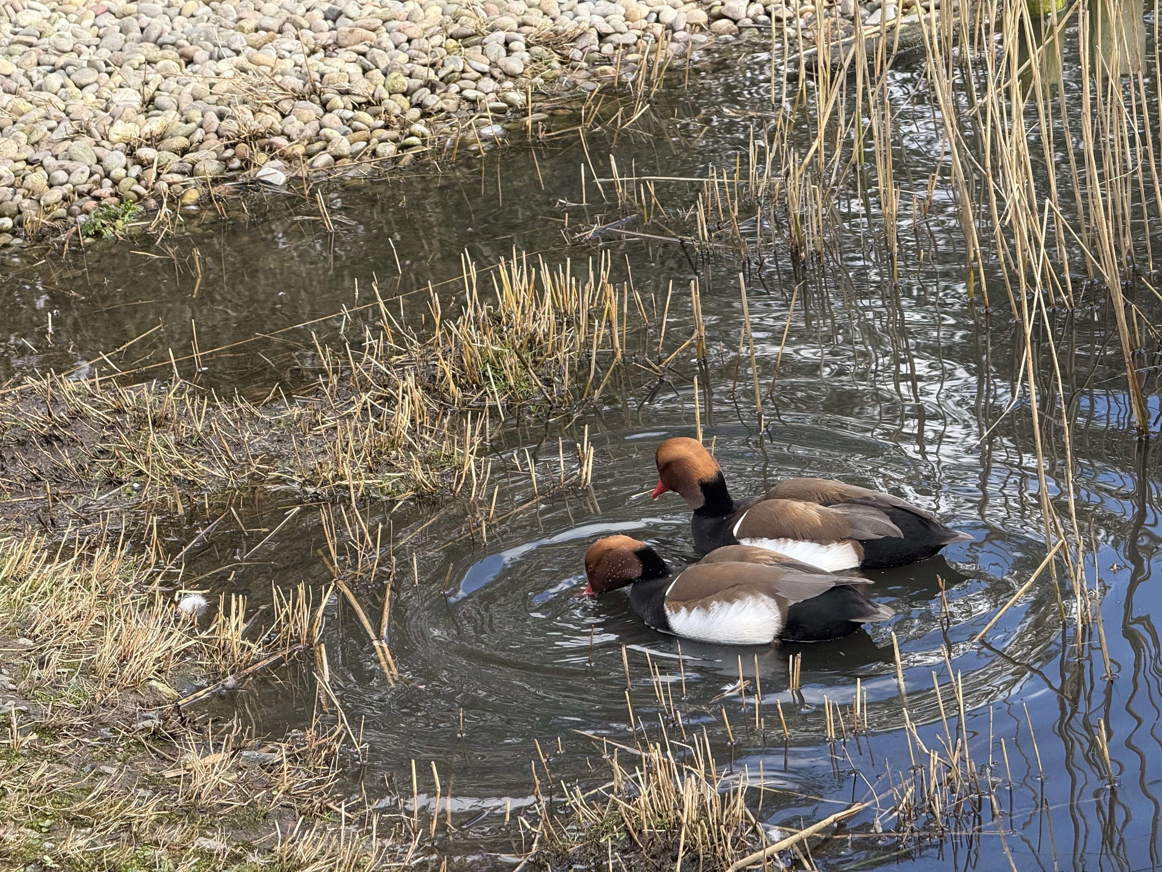 ロンドンの野鳥の楽園WWTウェットランド・センターに行ってきた｜のん子