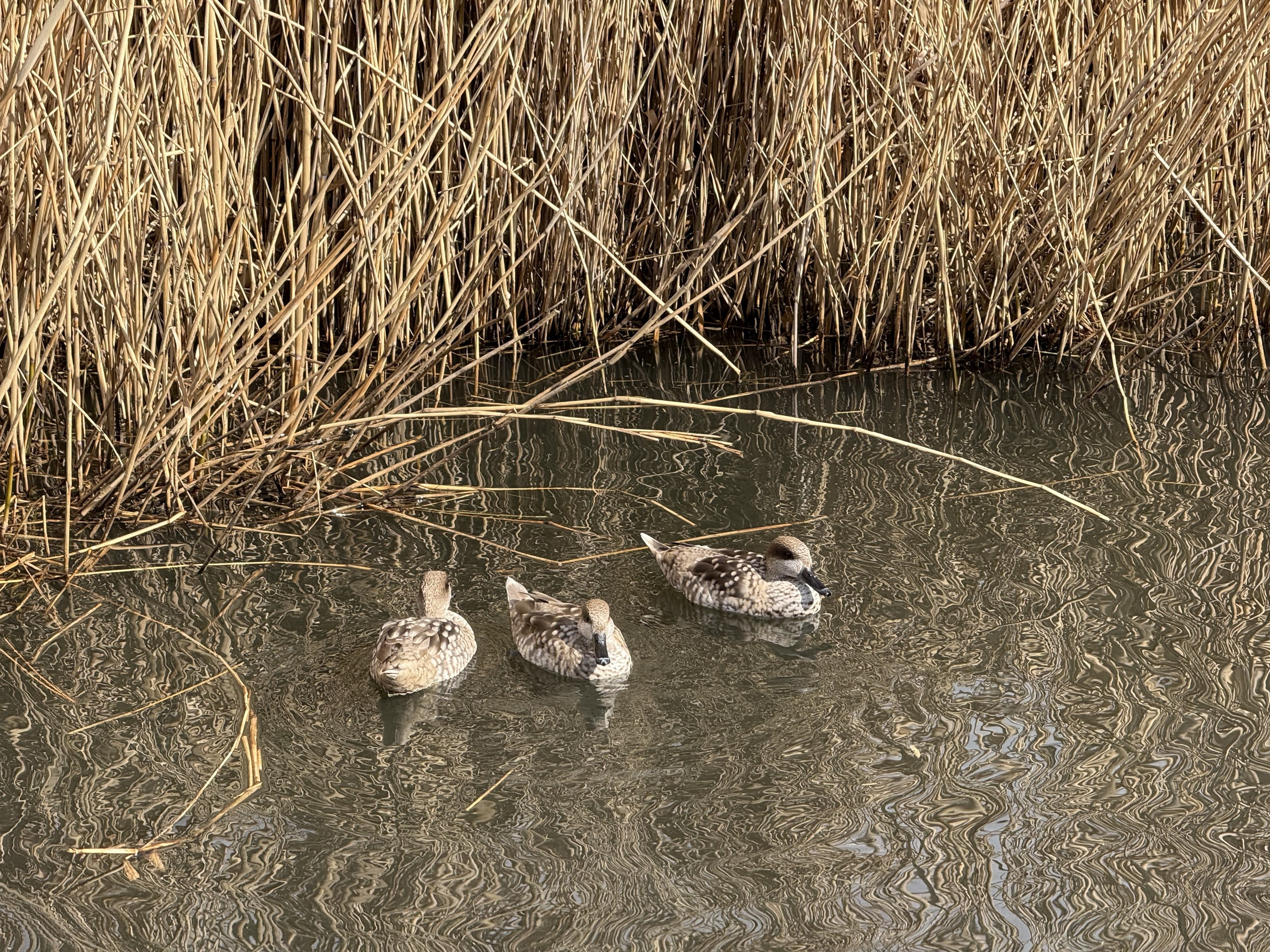ロンドンの野鳥の楽園WWTウェットランド・センターに行ってきた｜のん子