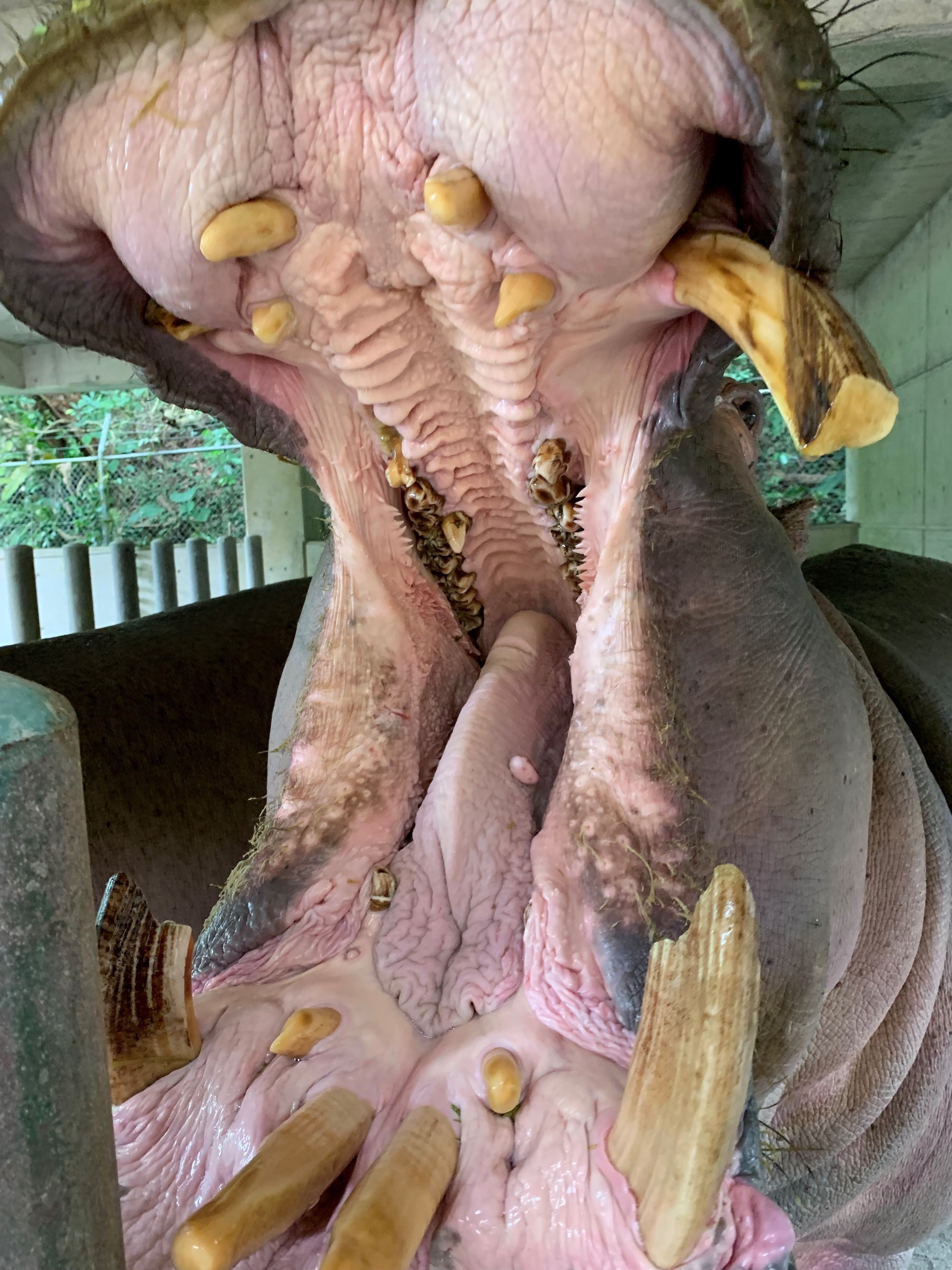 芸能人も動物たちも「歯」が命｜沖縄こどもの国 Okinawa Zoo & Museum