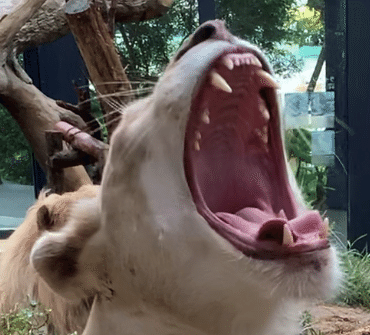 芸能人も動物たちも「歯」が命｜沖縄こどもの国 Okinawa Zoo & Museum