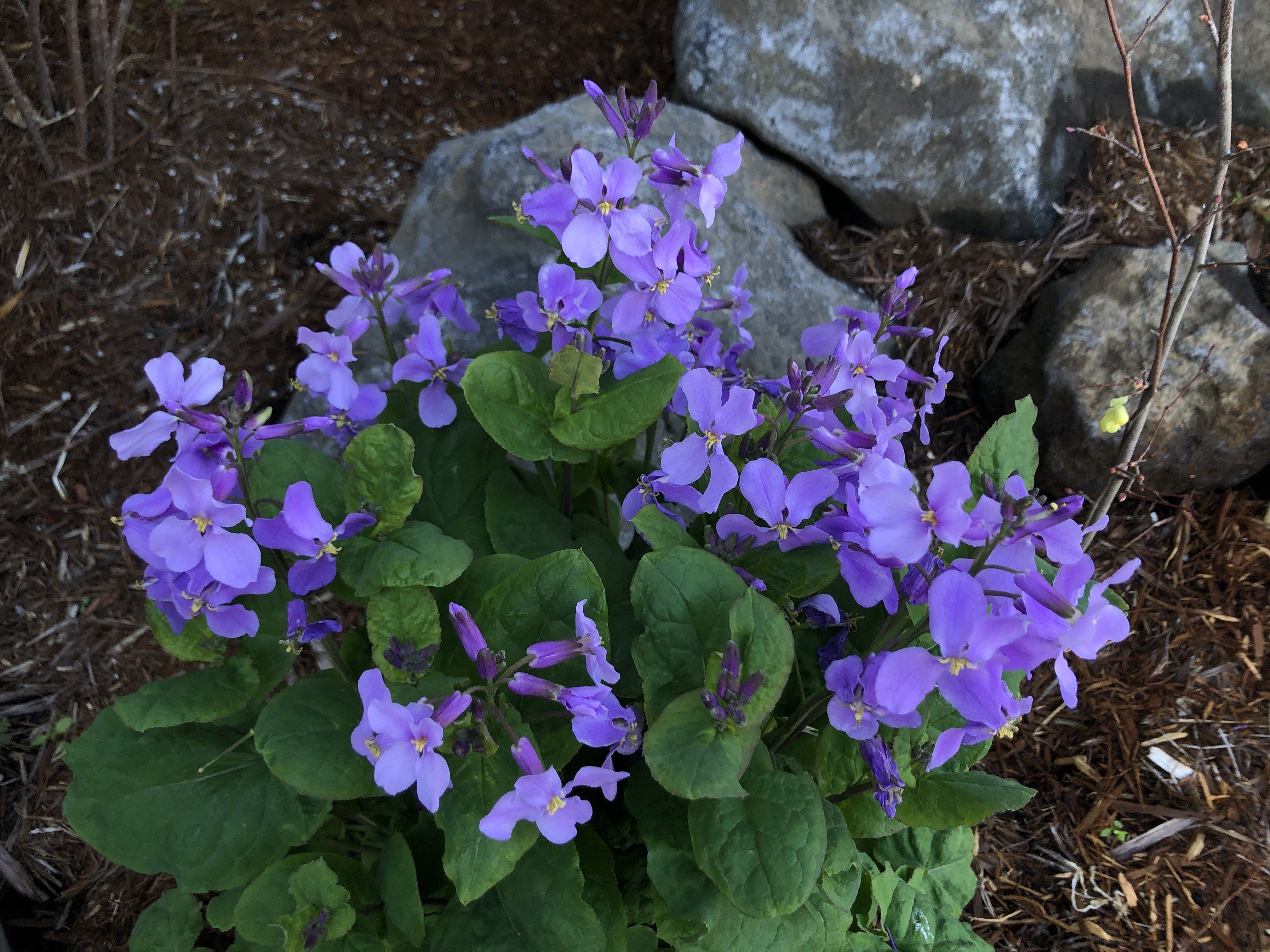 大根か、菜花か 花の名は。Vol.40｜新井裕之（StudioA）