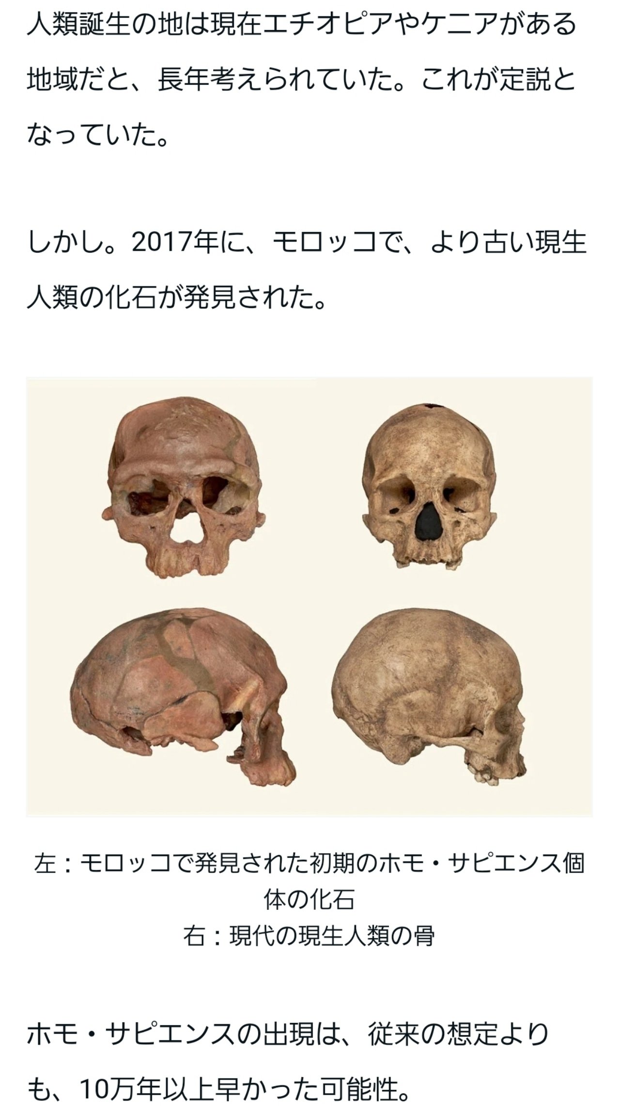 動物界｜紗綾