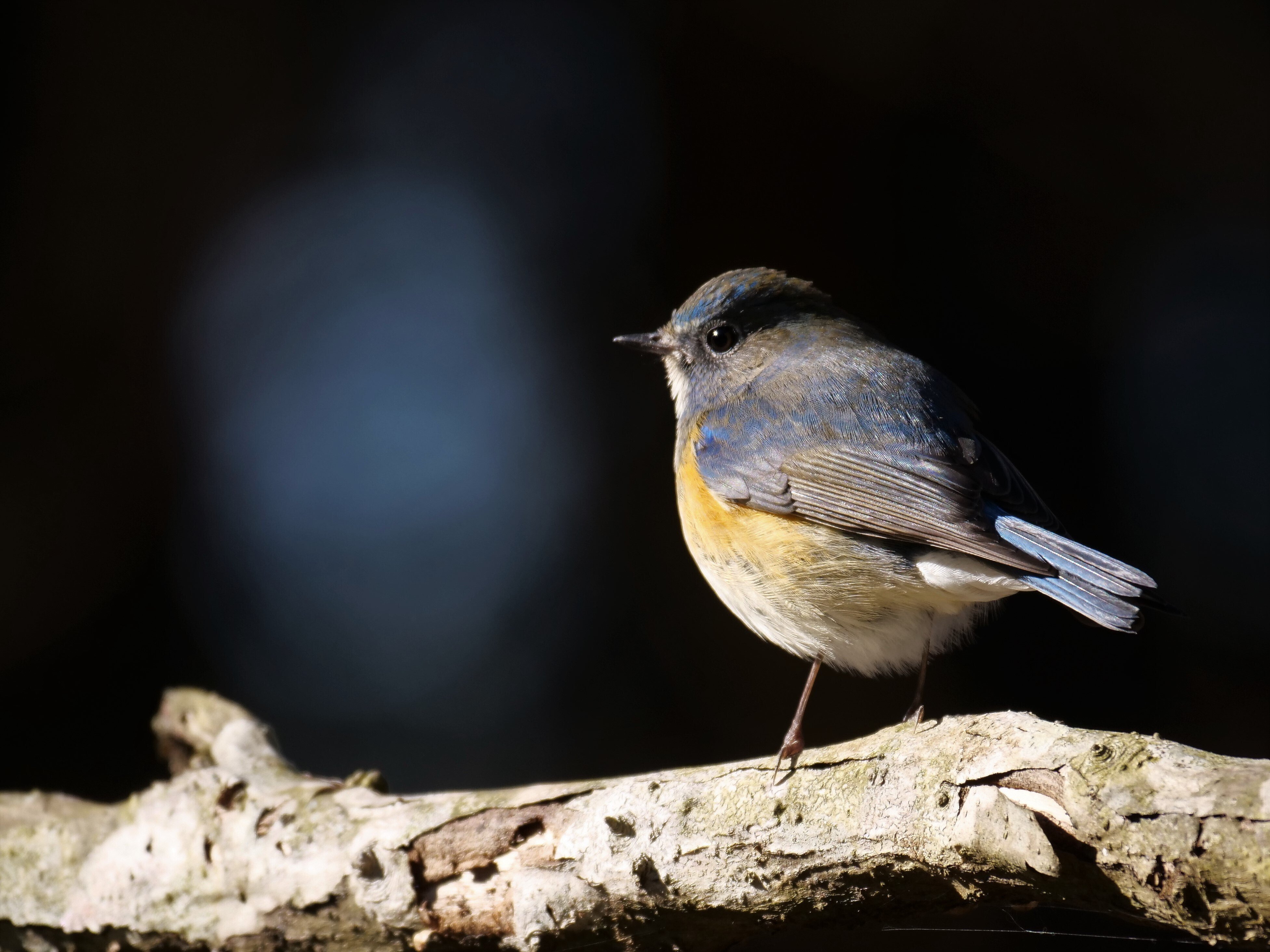 野鳥が好きです!#169「400mm望遠レンズ(LUMIXG9マイクロフォーサーズと