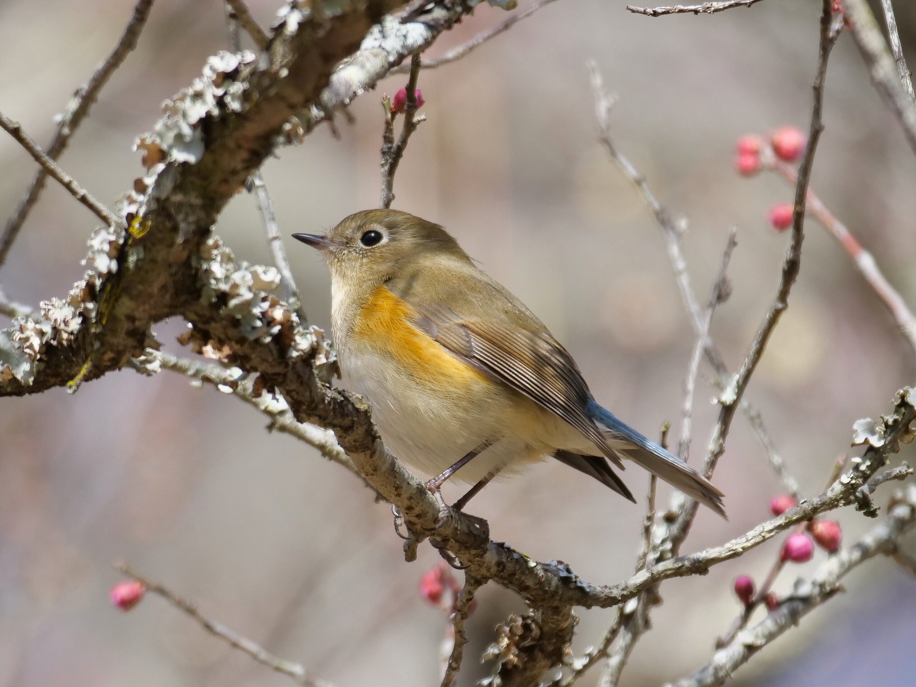 野鳥が好きです!#169「400mm望遠レンズ(LUMIXG9マイクロフォーサーズと