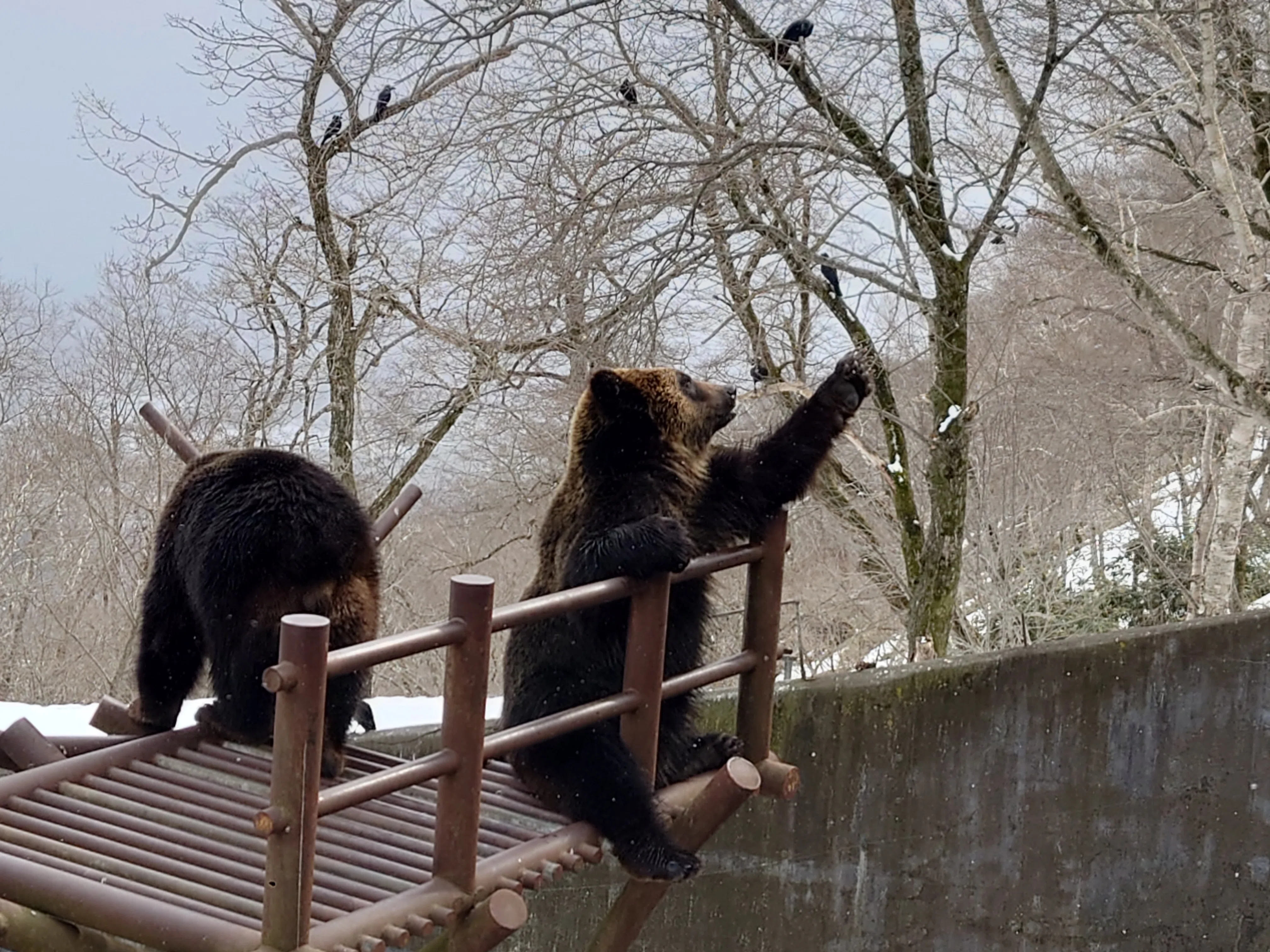 はしゃぎまくり北海道一人旅①〜登別クマ牧場編〜｜シャイン忠敬
