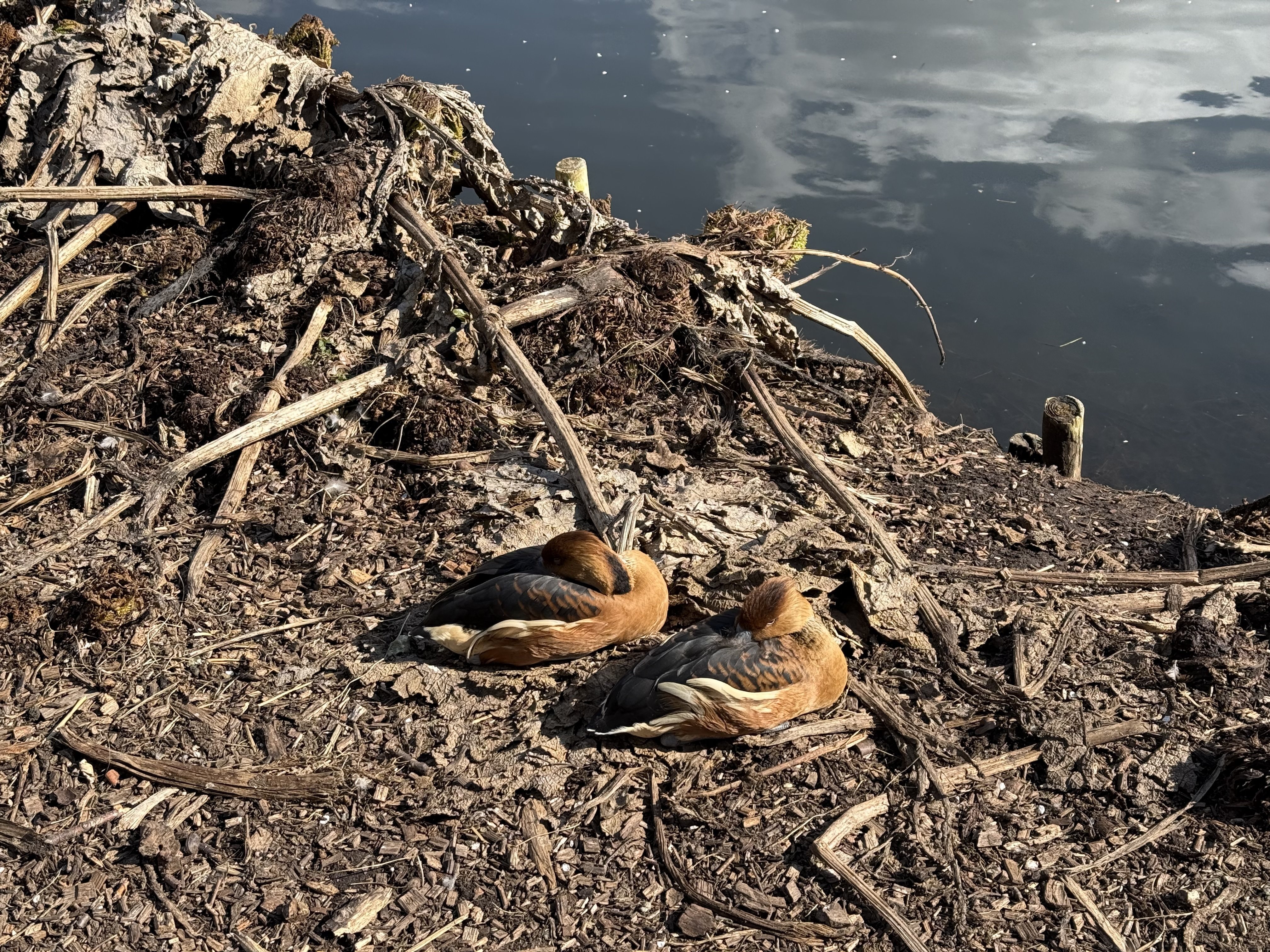ロンドンの野鳥の楽園WWTウェットランド・センターに行ってきた｜のん