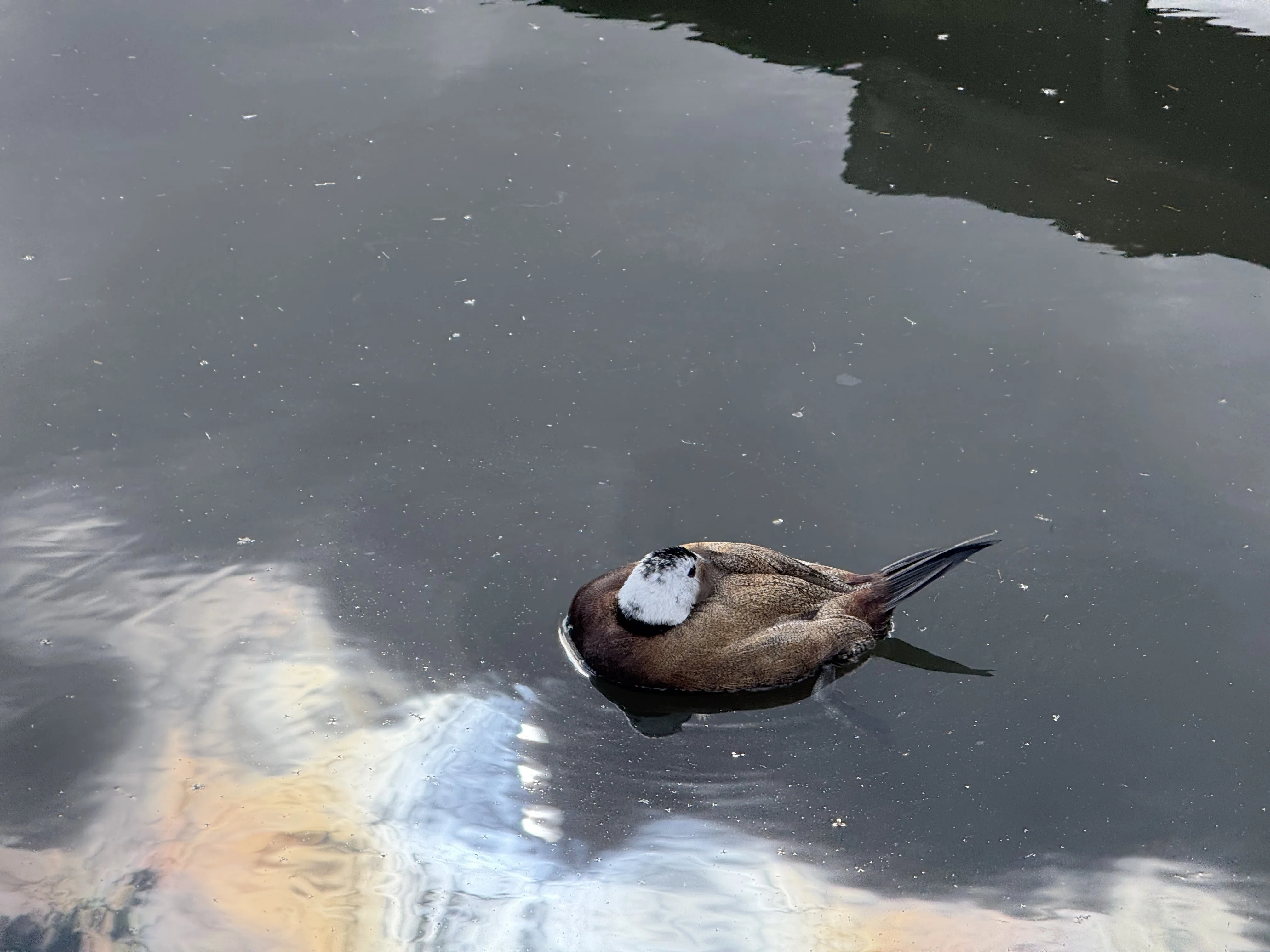 ロンドンの野鳥の楽園WWTウェットランド・センターに行ってきた｜のん子