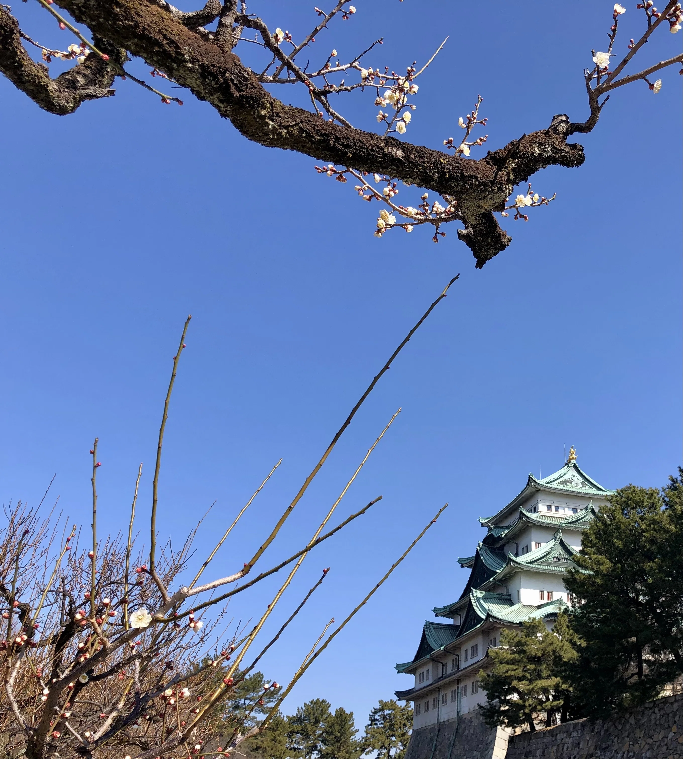 若き信長シリーズNo．5信長が一番長く過ごした城かも？那古野城｜ぐこ