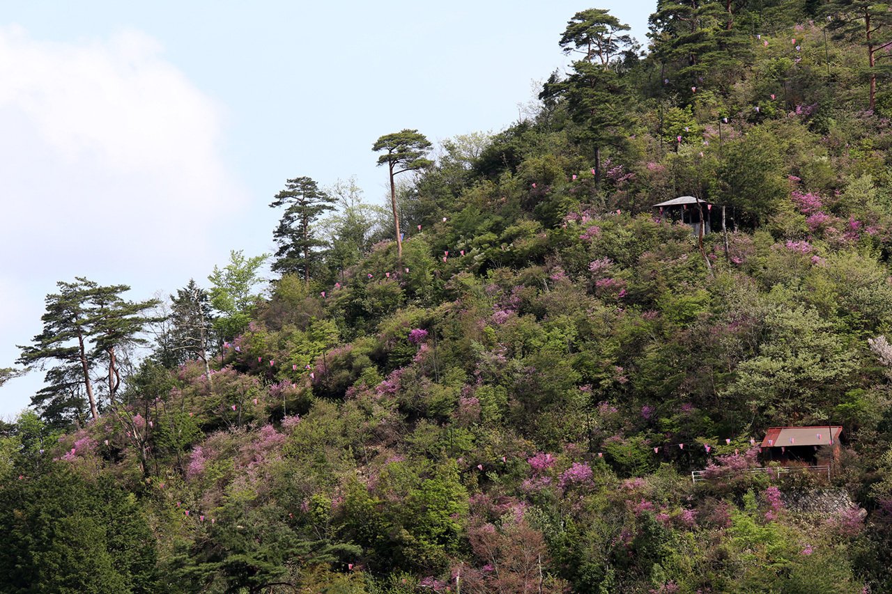 130．ツツジに包まれる用瀬｜sasayan