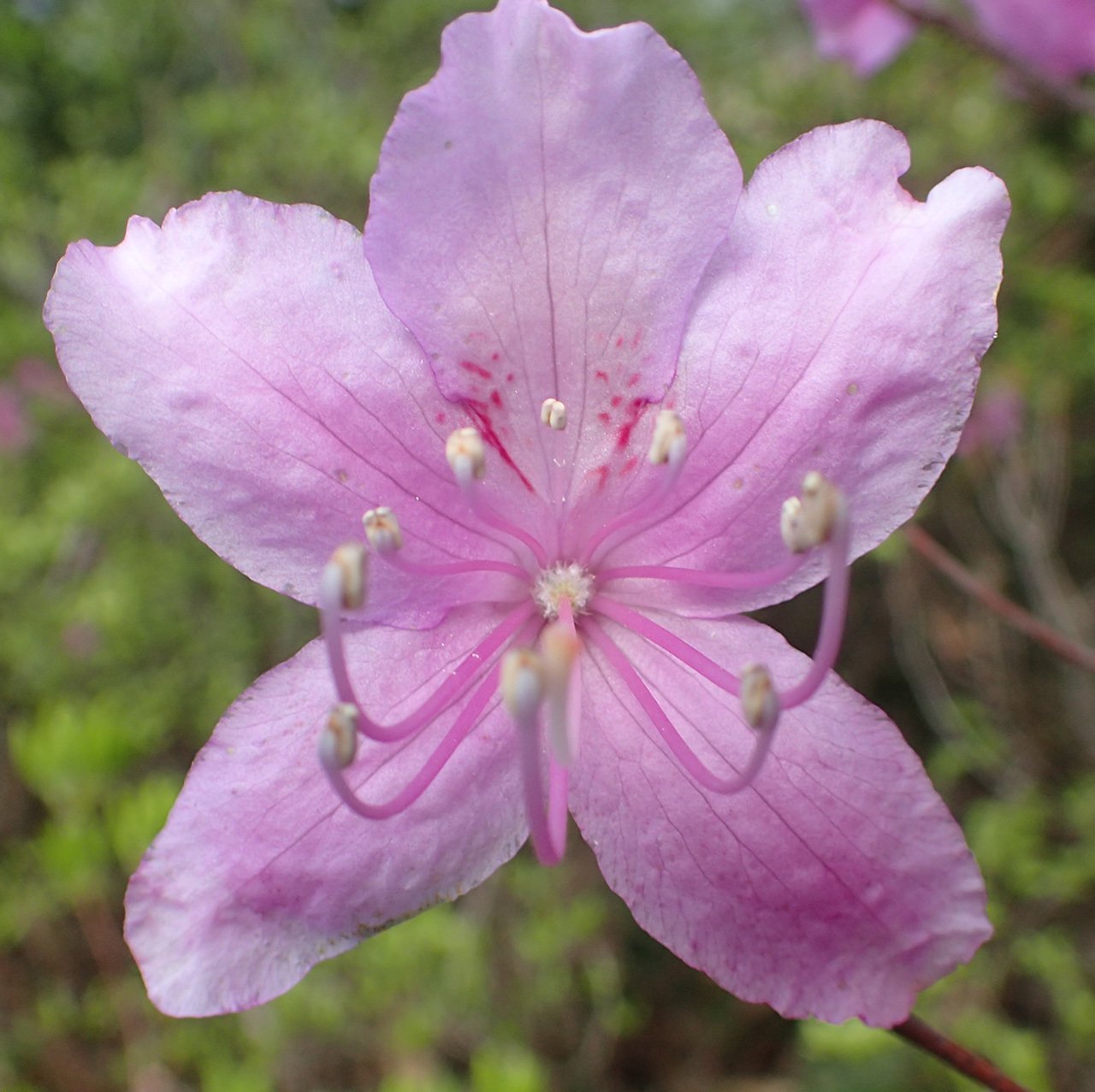 唯一。。特大の天然ミツバツツジ。 神宮ツツジ 約1.6m 現品発送 超特大株 植木苗木大苗 ミツバツツジ