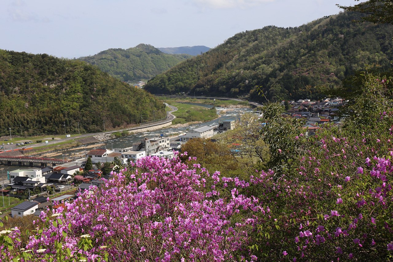 130．ツツジに包まれる用瀬｜sasayan