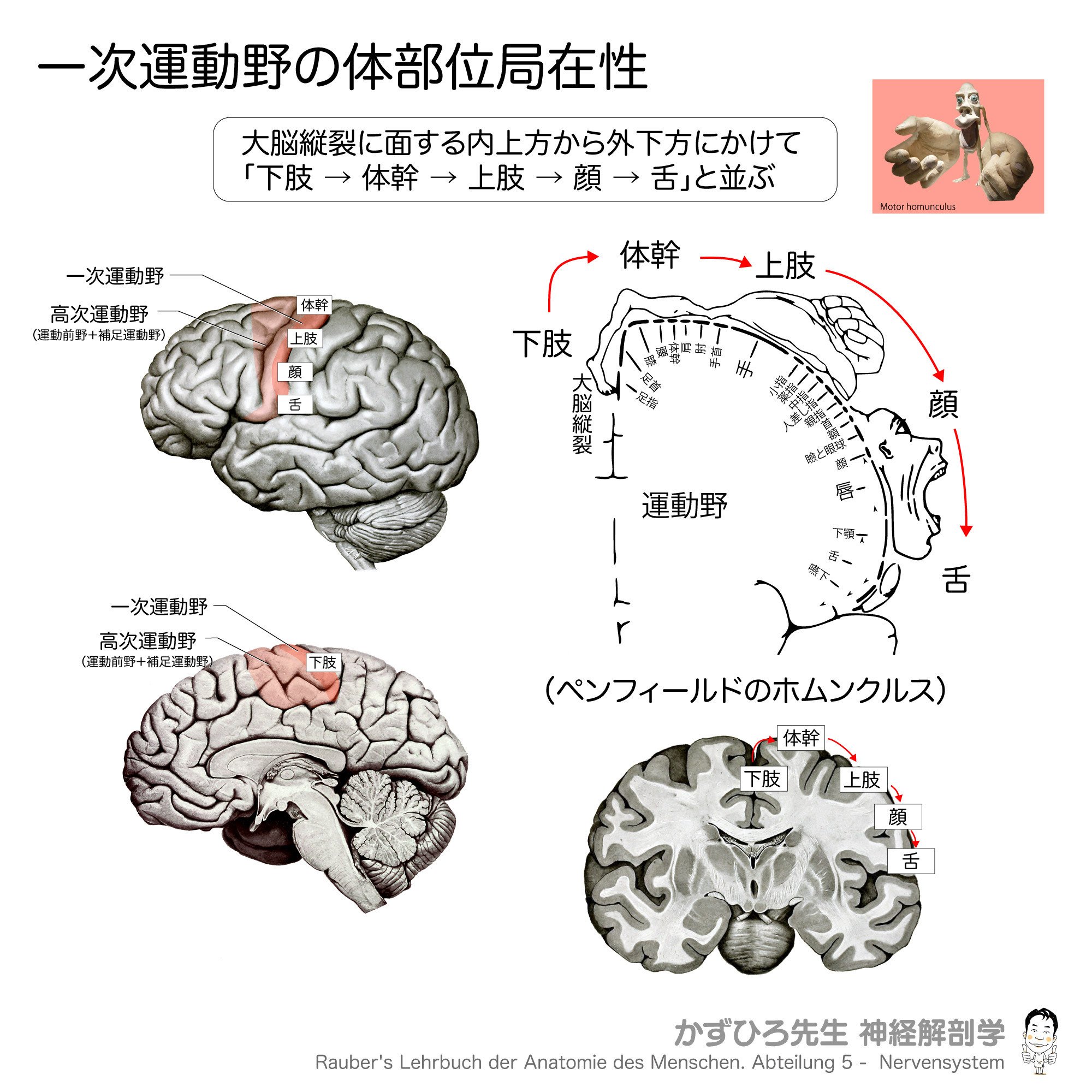 前頭葉にみられる機能｜かずひろ先生（黒澤一弘｜解剖学）
