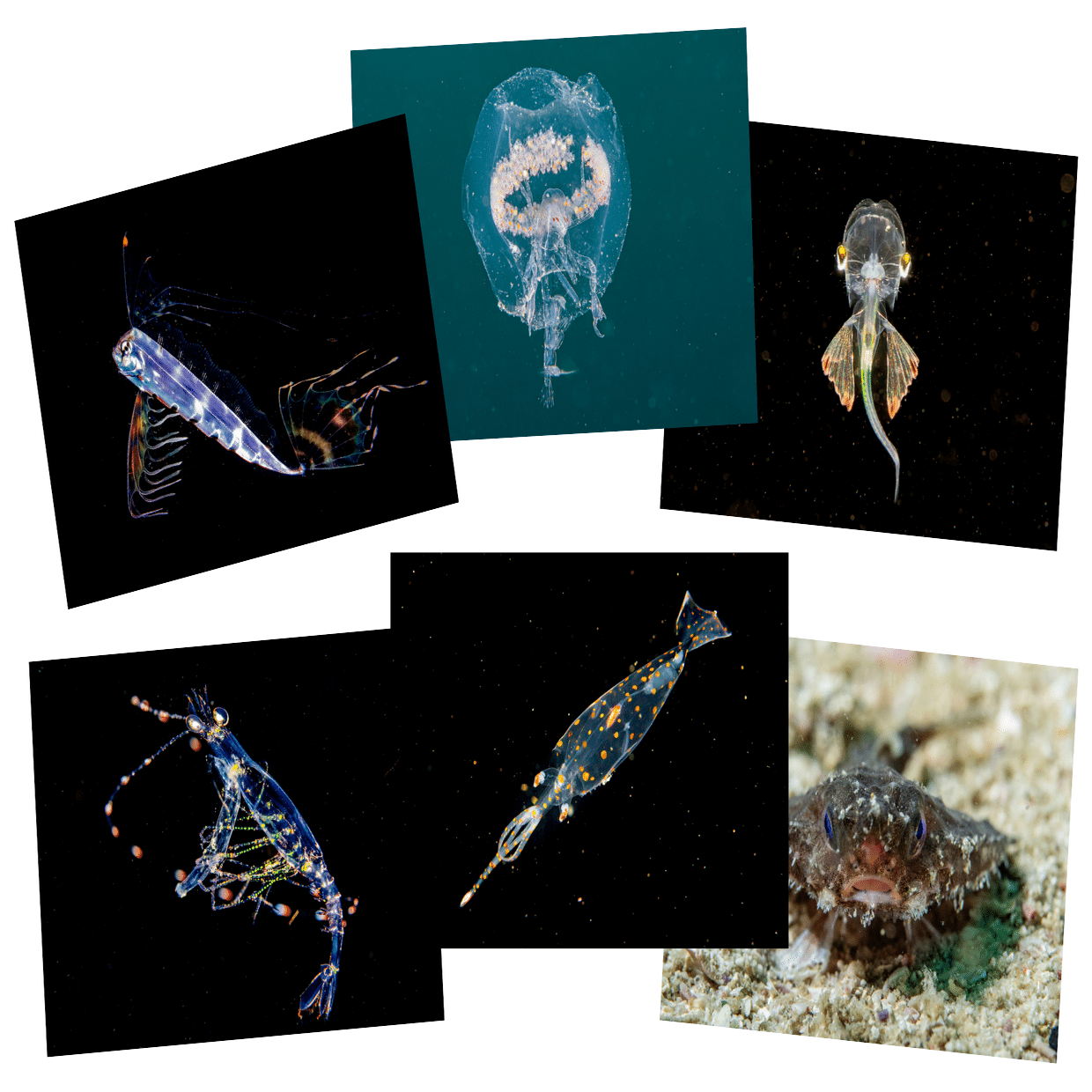 海のエイリアンを探せ！チリモンBOOKS』4月19日（土）開催！｜SAKANA