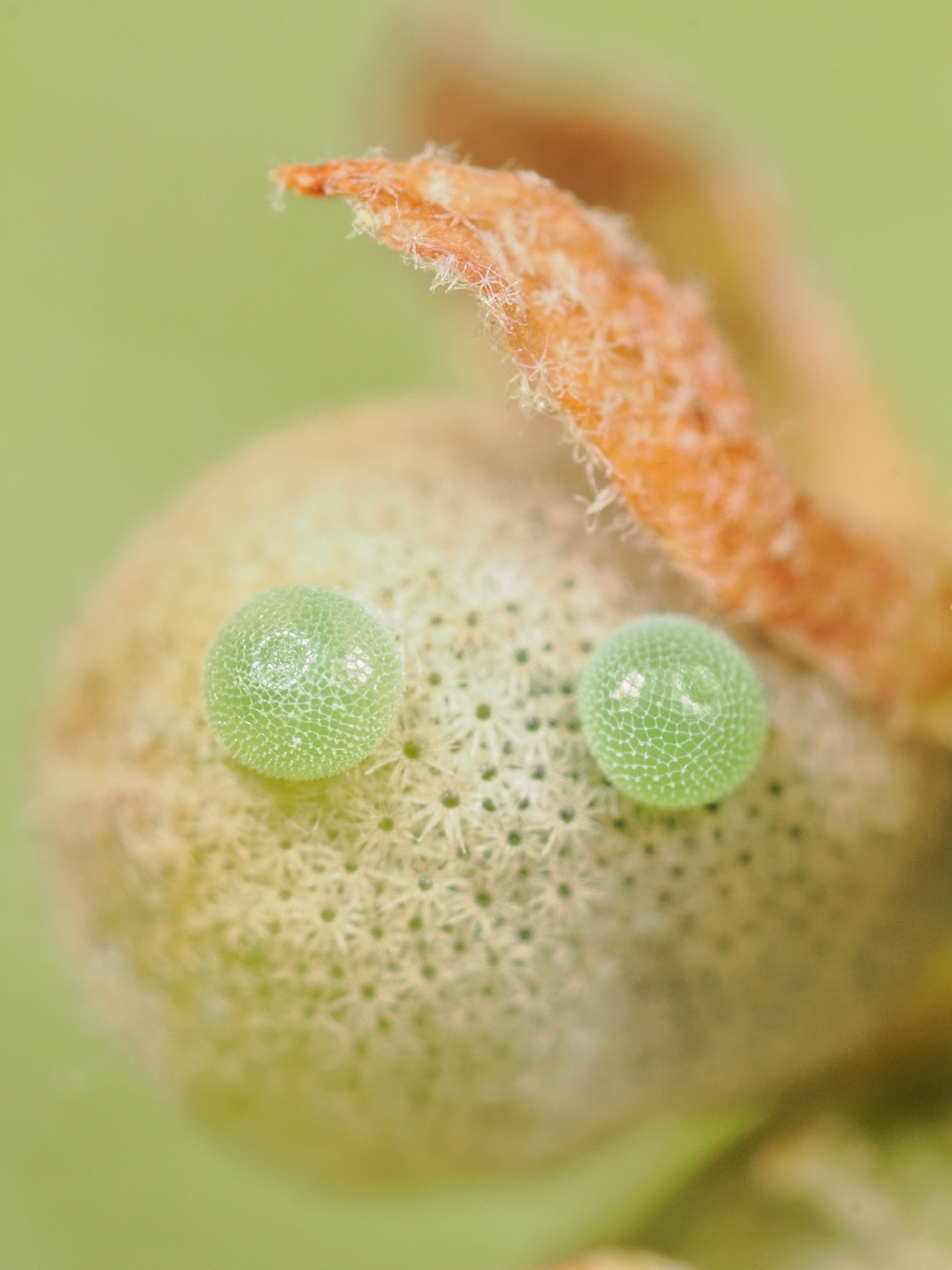 身近な自然が特別に-女子大生の昆虫写真道#2 ～ミクロな世界にワクワク