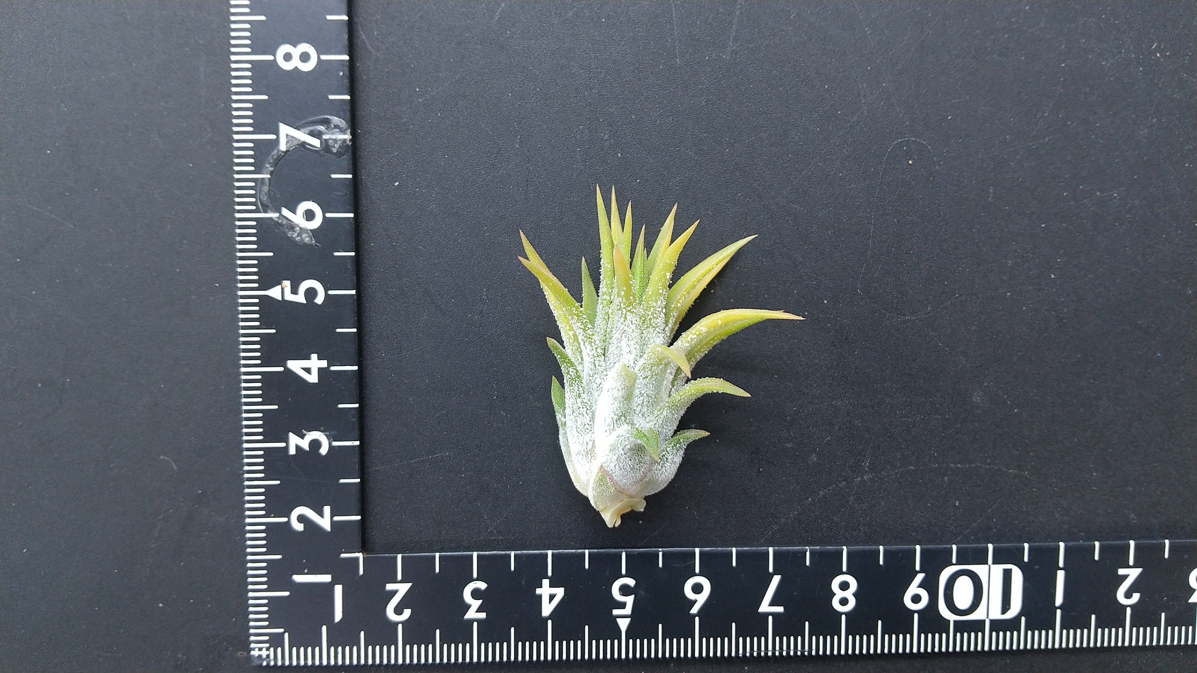 チランジア入荷リスト3/12｜NatureGarden🌿神田