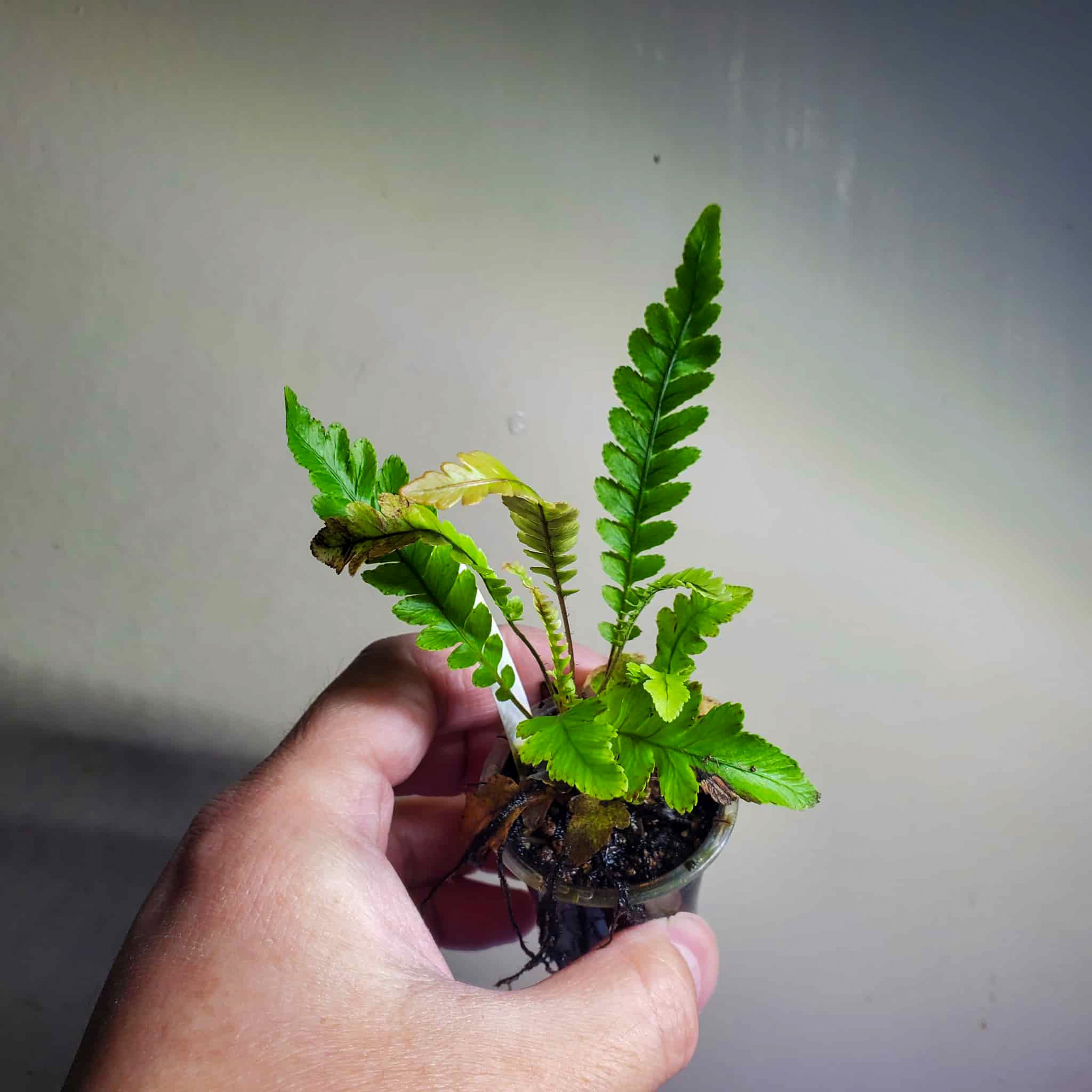 ブレクナムオブツサタム　シダ植物 ブレクナムオブツサタムオブオブ シダニューカレドニア 中型株