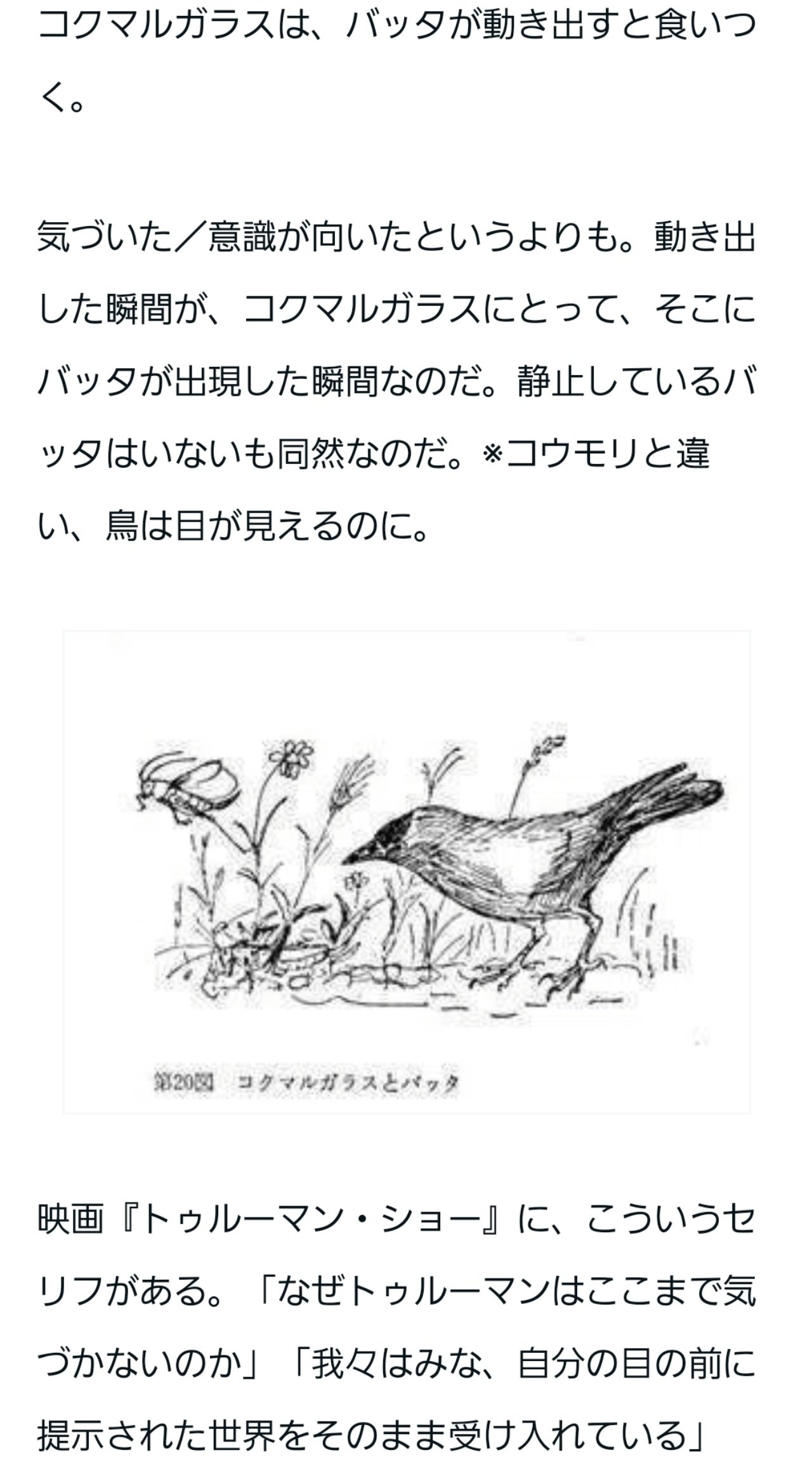 動物界｜紗綾