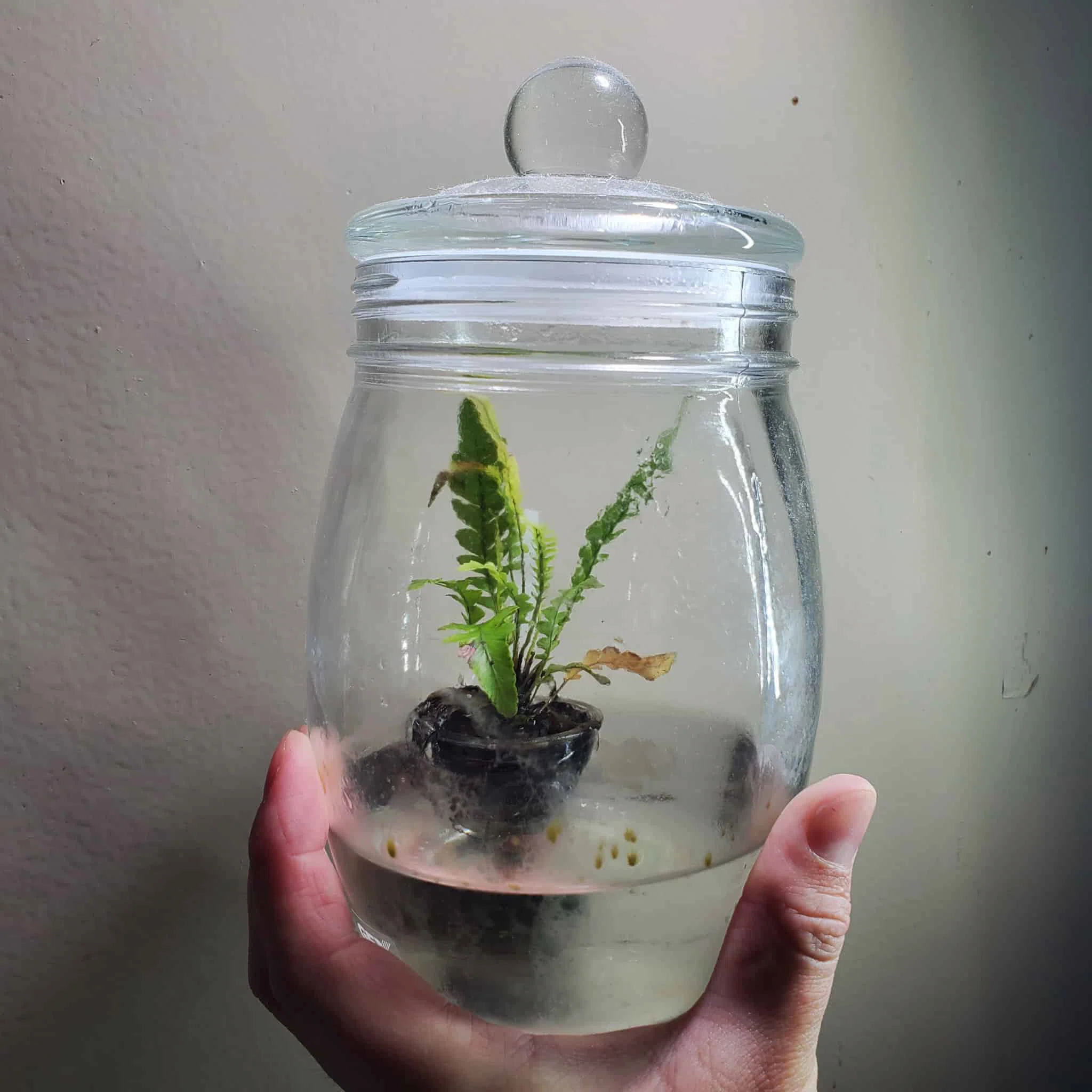 キングオブシダ ブレクナム オブツサタム オブツサタム｜moss