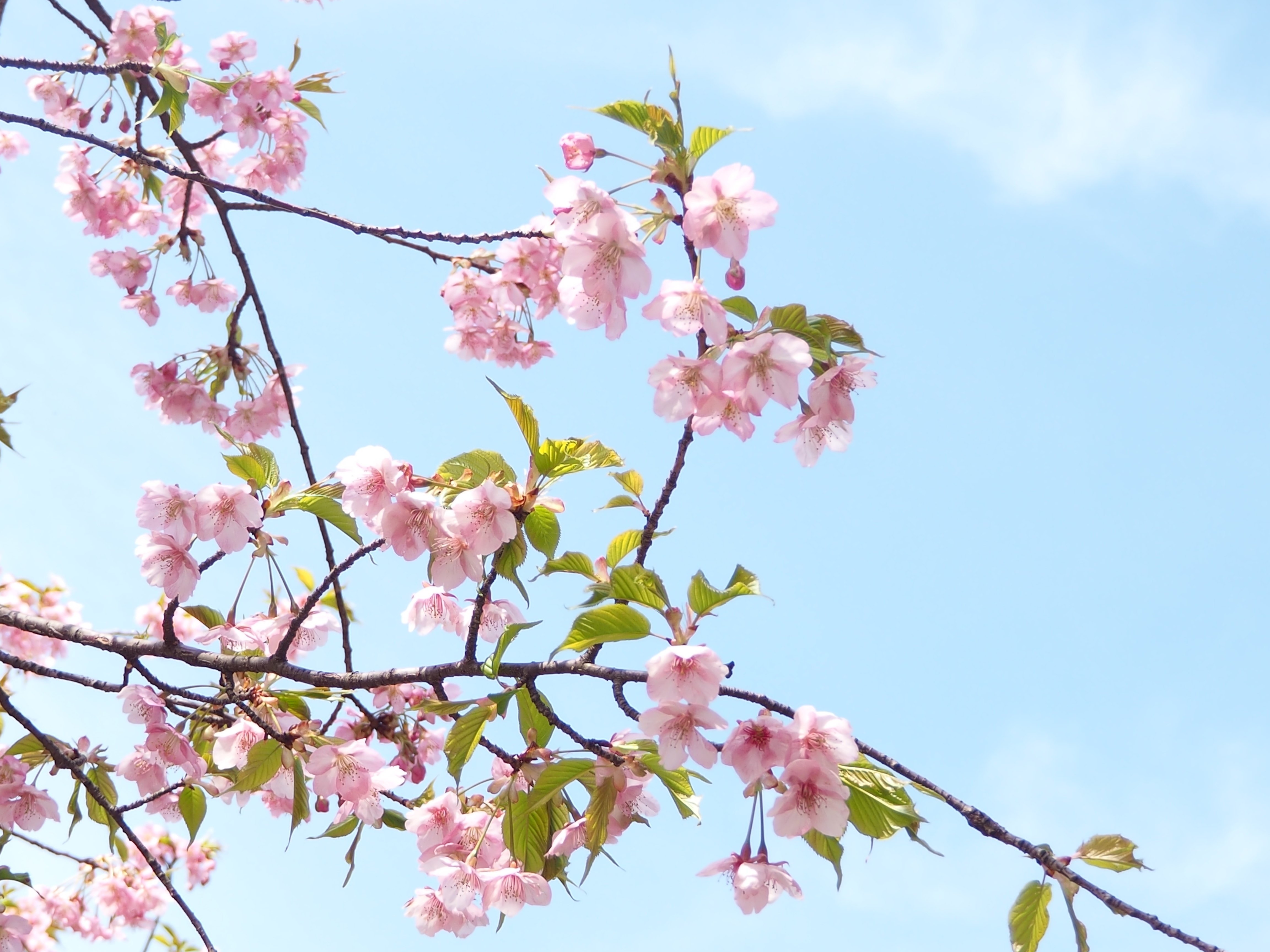 🌸河津桜（カワヅザクラ）｜Natsu1