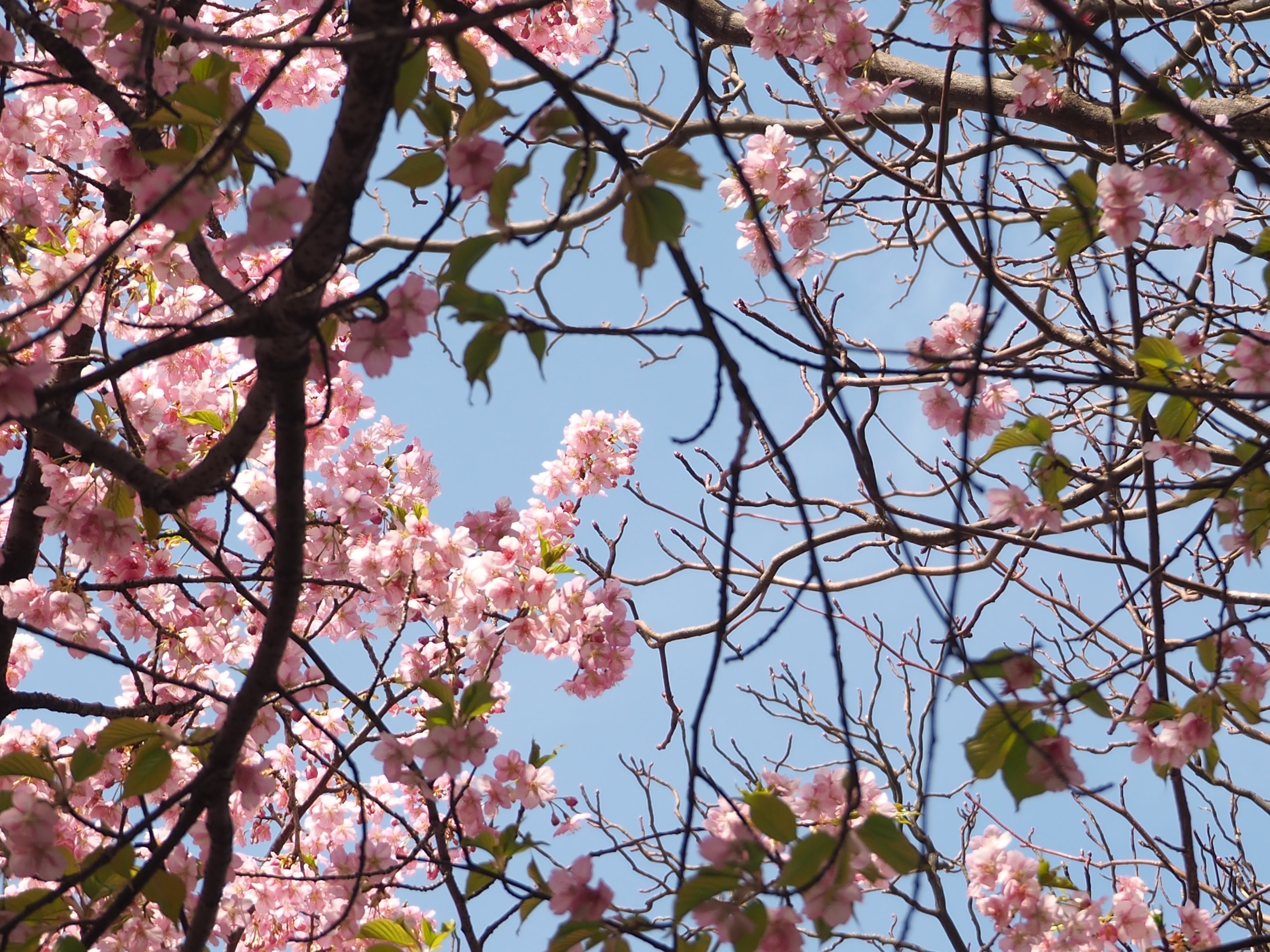 🌸河津桜（カワヅザクラ）｜Natsu1