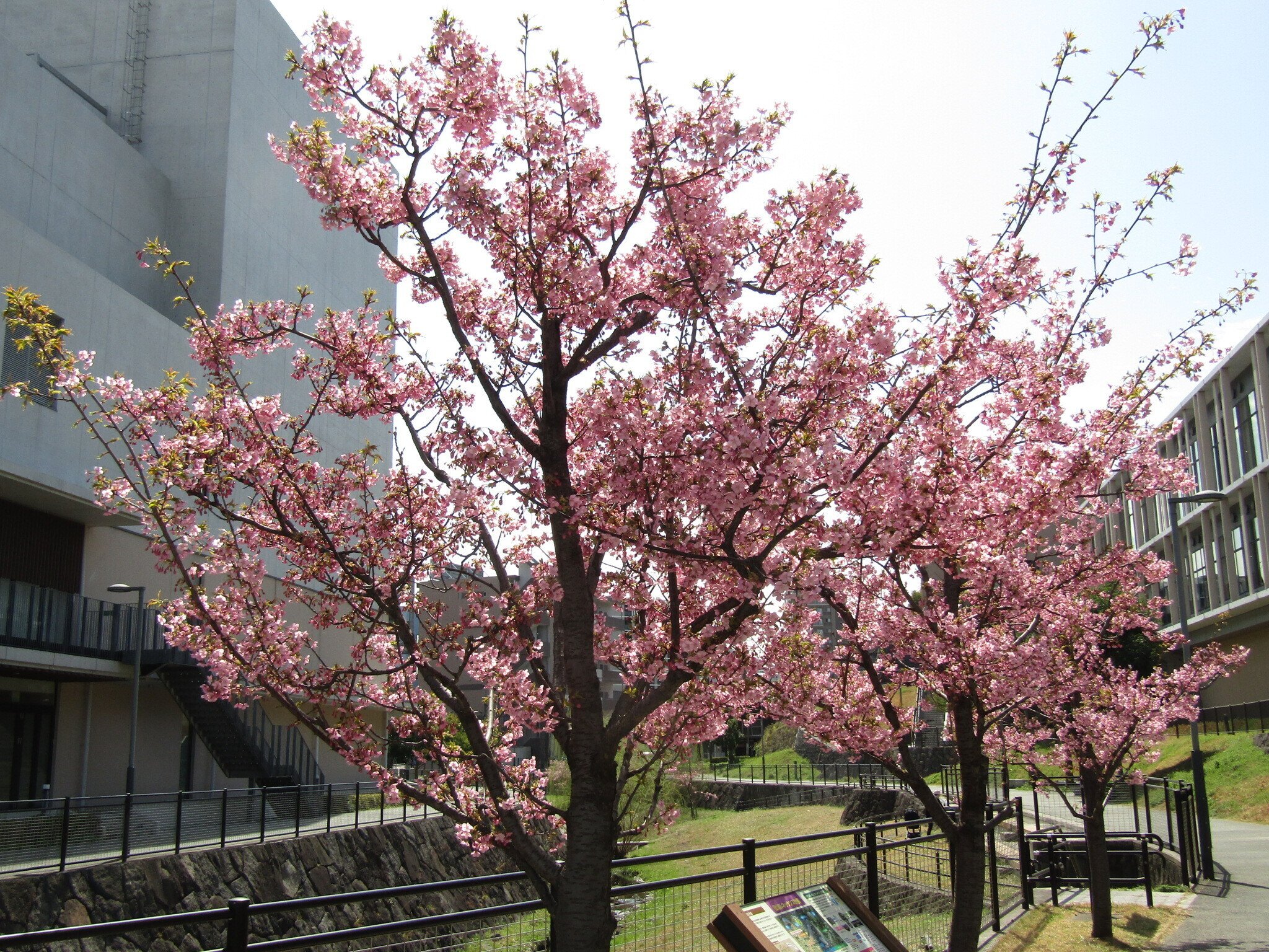 ぽっぺのひとりごと（84）ついに満開！河津桜と野鳥たち｜ポッペちゃん