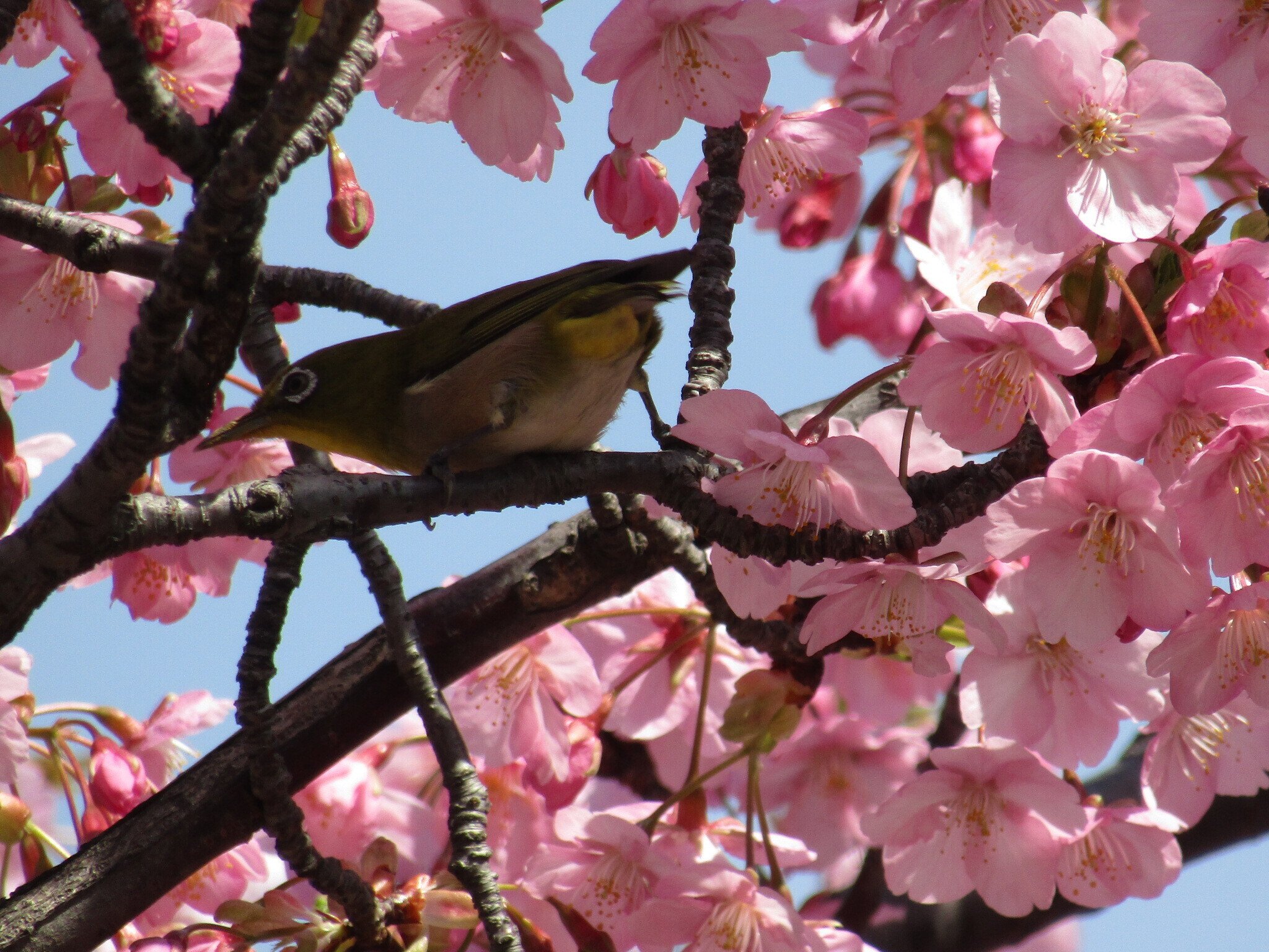 ぽっぺのひとりごと（84）ついに満開！河津桜と野鳥たち｜ポッペちゃん