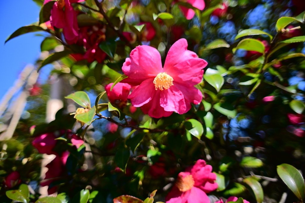 【作例あり】AI Nikkor 24mm F2S レンズ沼の歩き方」Nikon Ai-Nikkor 24mm F2S ｜saphirinus
