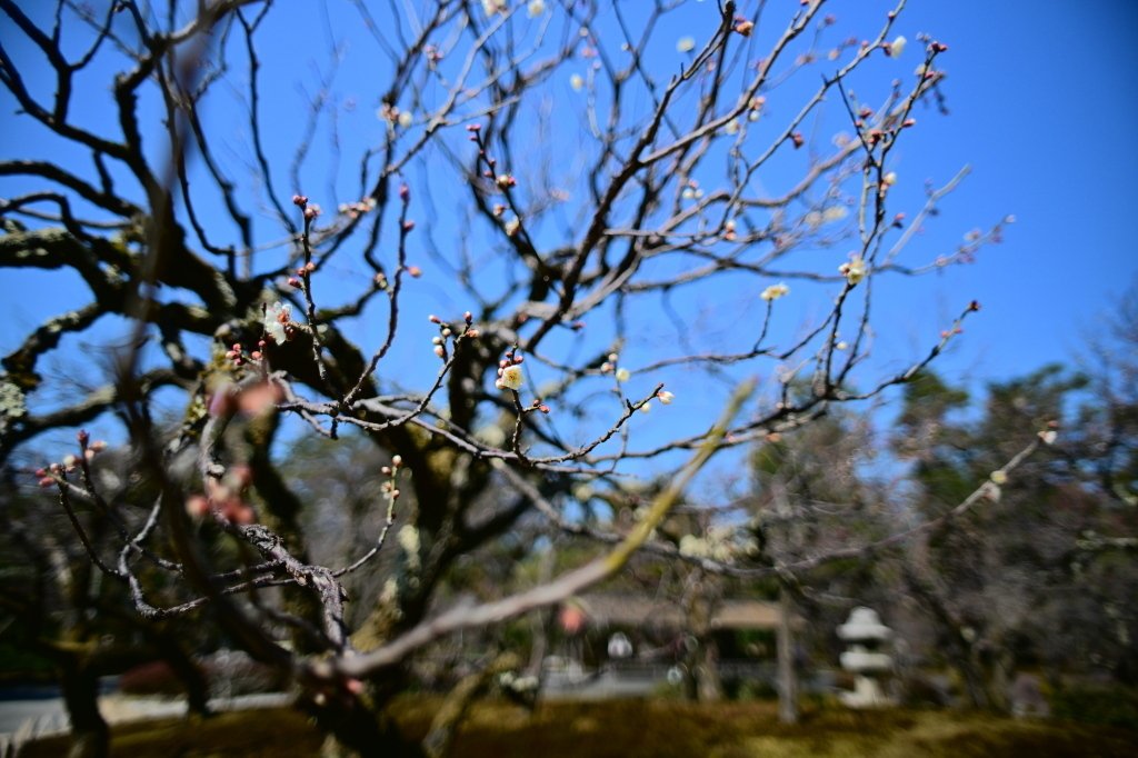 レンズ沼の歩き方」Nikon Ai-Nikkor 24mm F2S ｜saphirinus