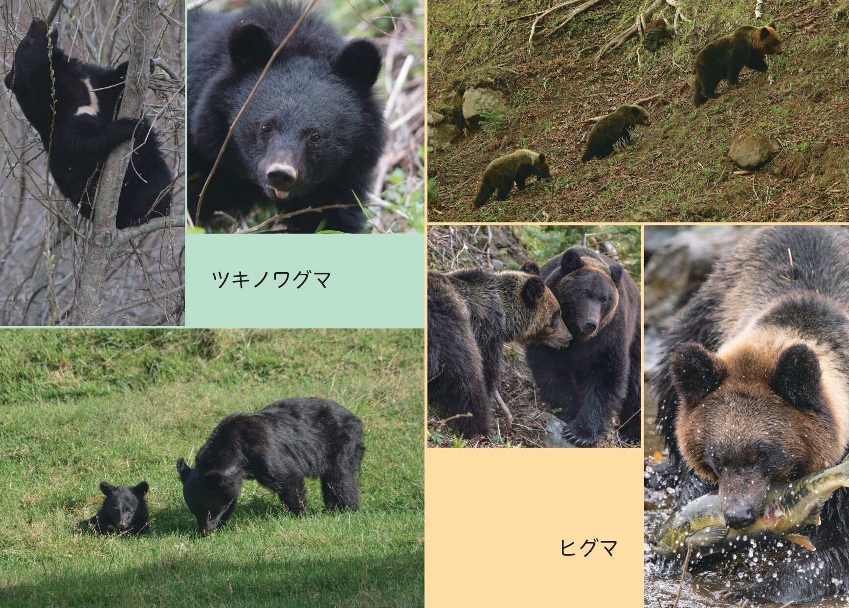 ツキノワグマとヒグマの違い、行動・能力など“クマのすべて”がわかる
