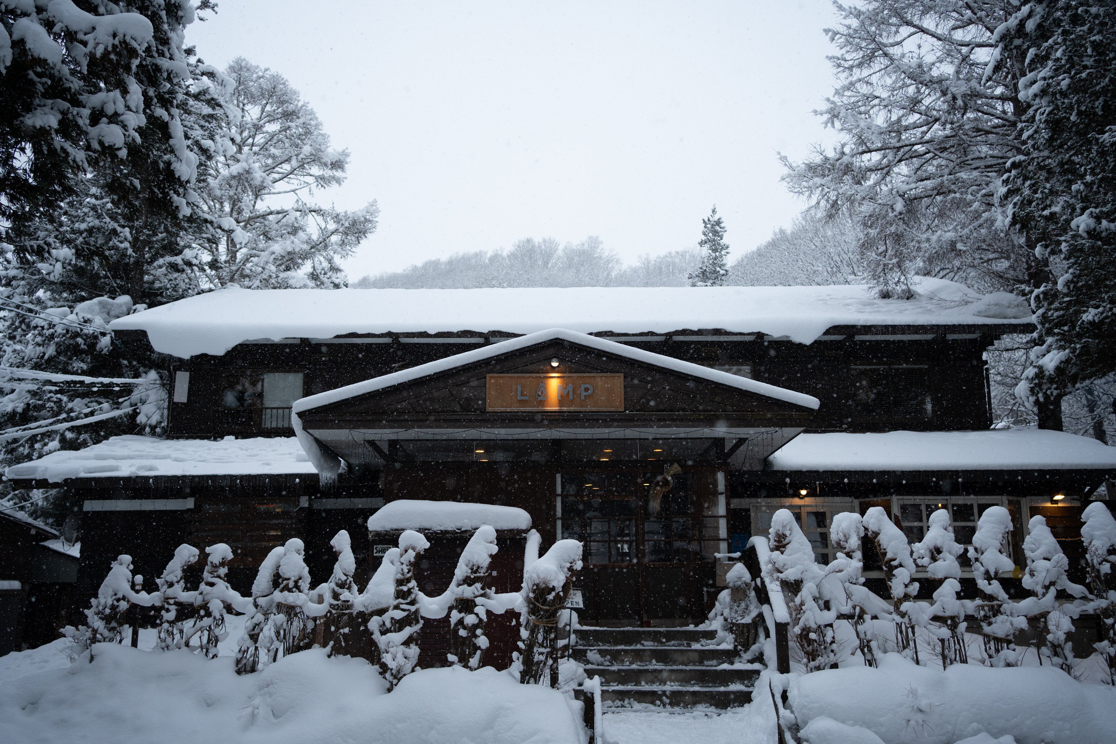 春、来る！LAMPの山菜採りツアーが最高なのでおすすめさせてください