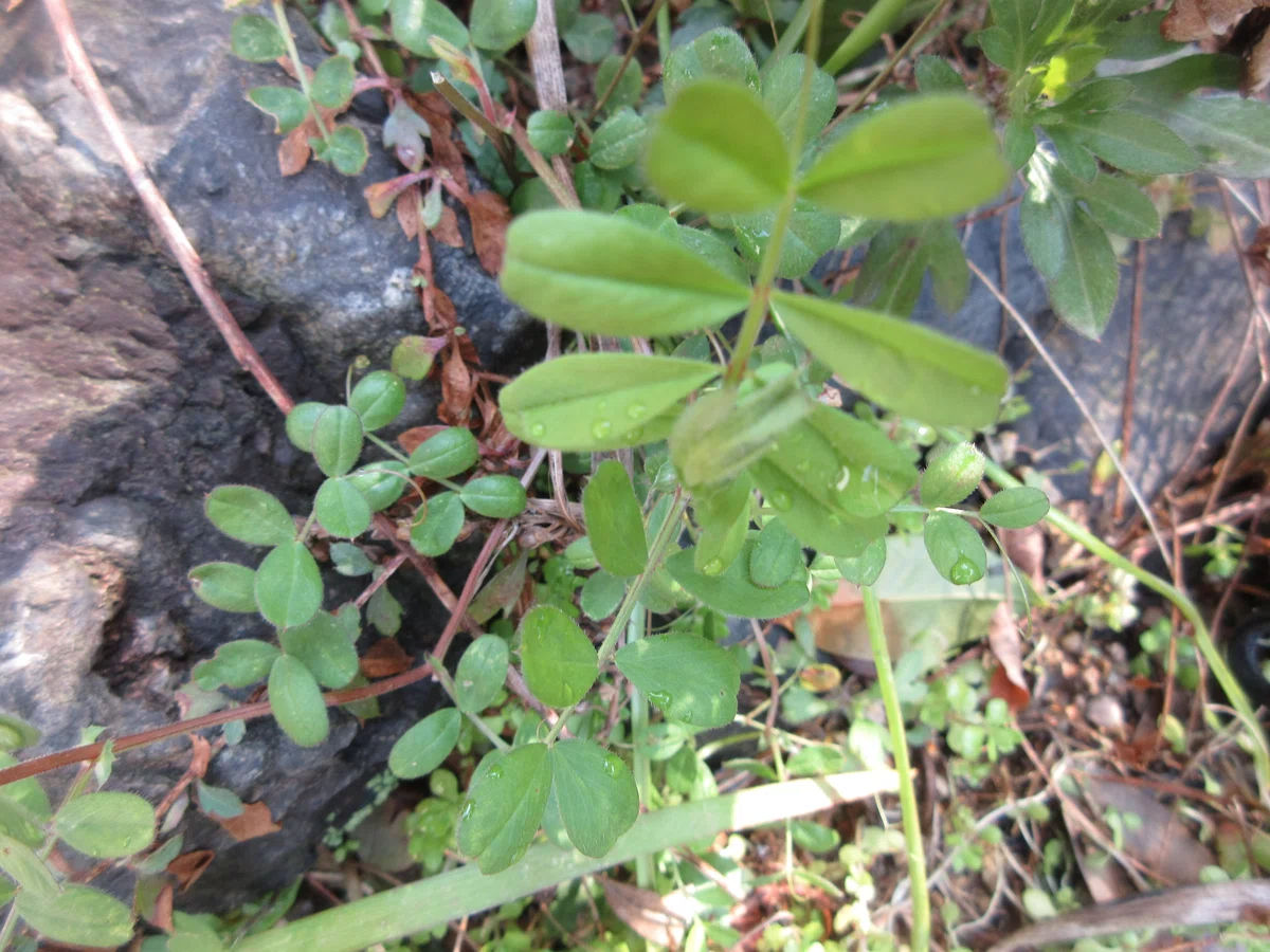 庭の植物がおいしい春|ミニチュアちいさん