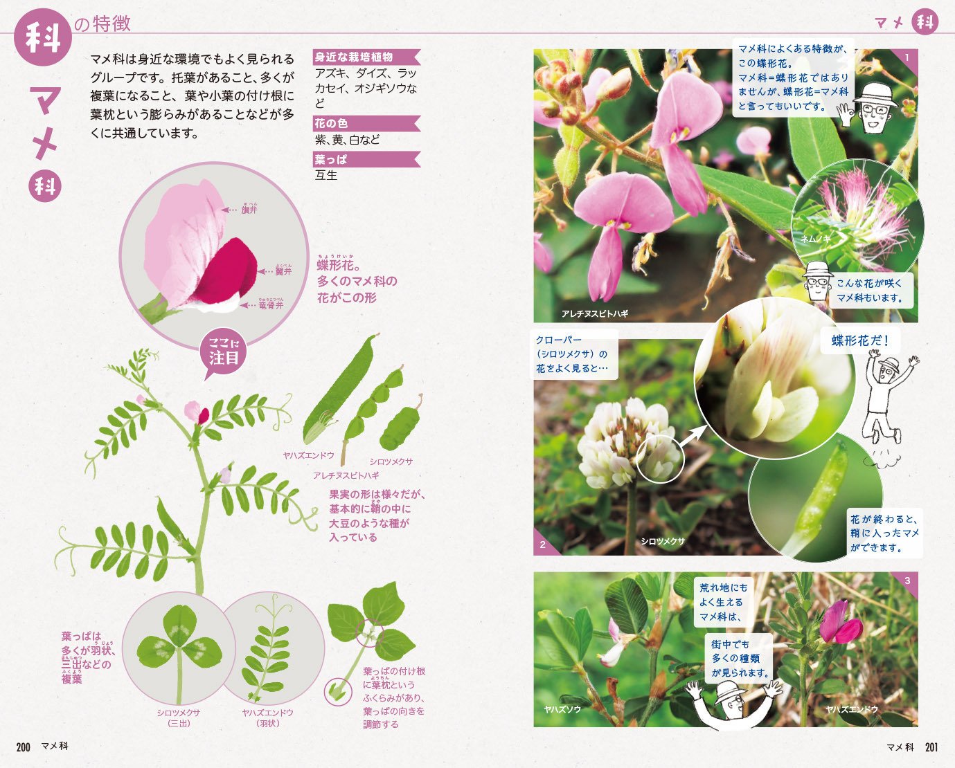 植物の「科」の特徴がわかるとなぜ嬉しいのか｜ヤマケイの本
