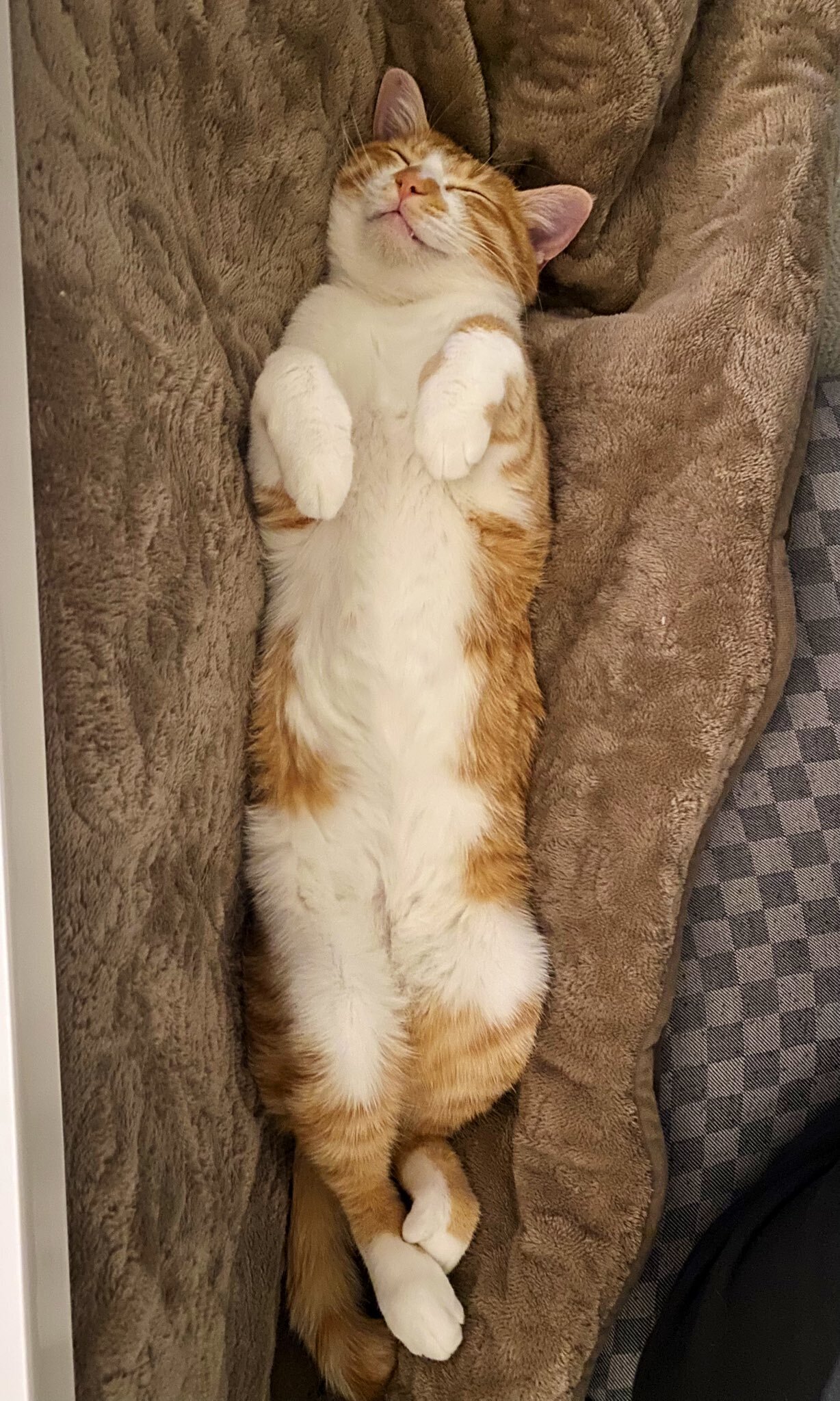 イエネコの無防備さここに極まれり！膝の上から下ろされても気づかない