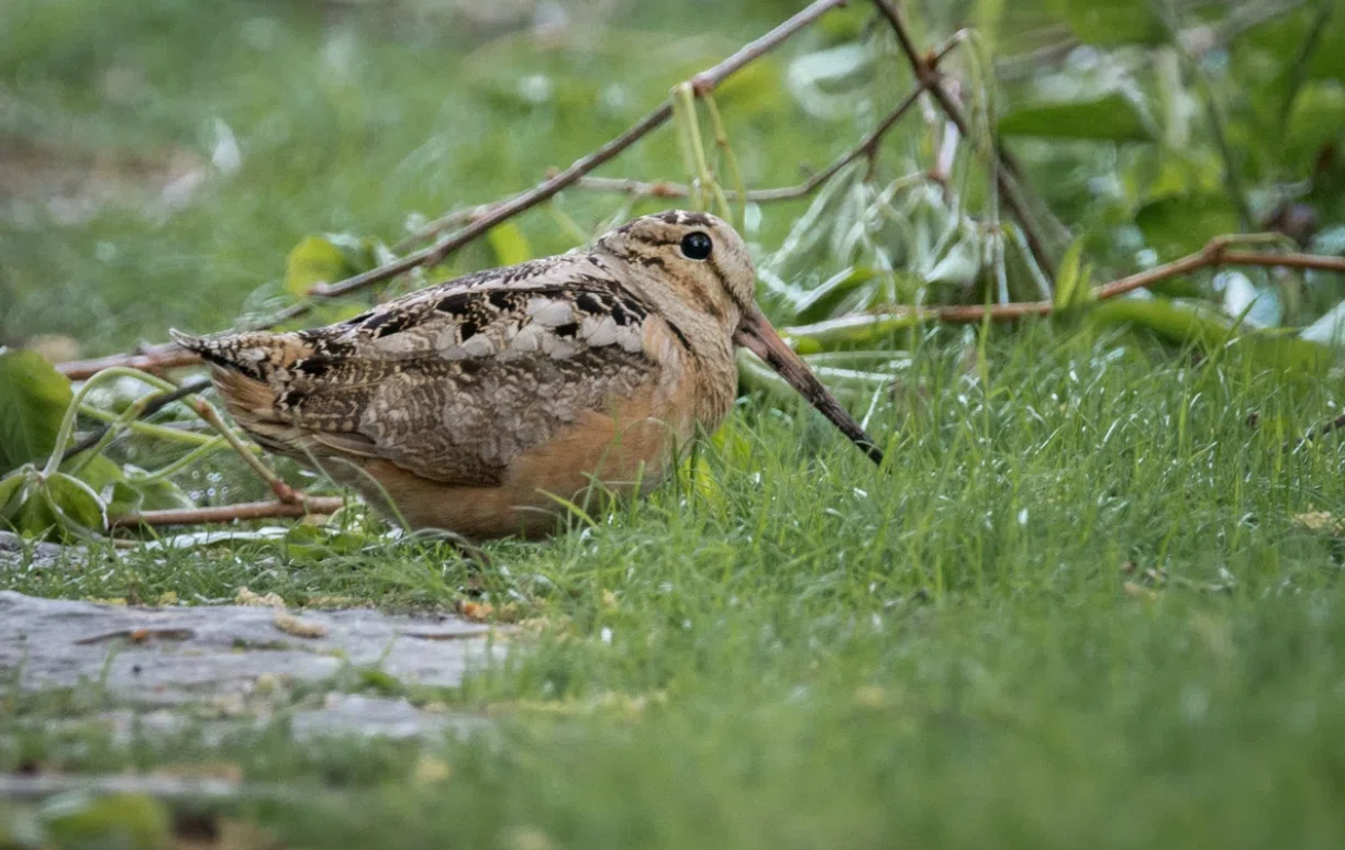 シカゴでバードウォッチング！】 ひょうきんな American Woodcock