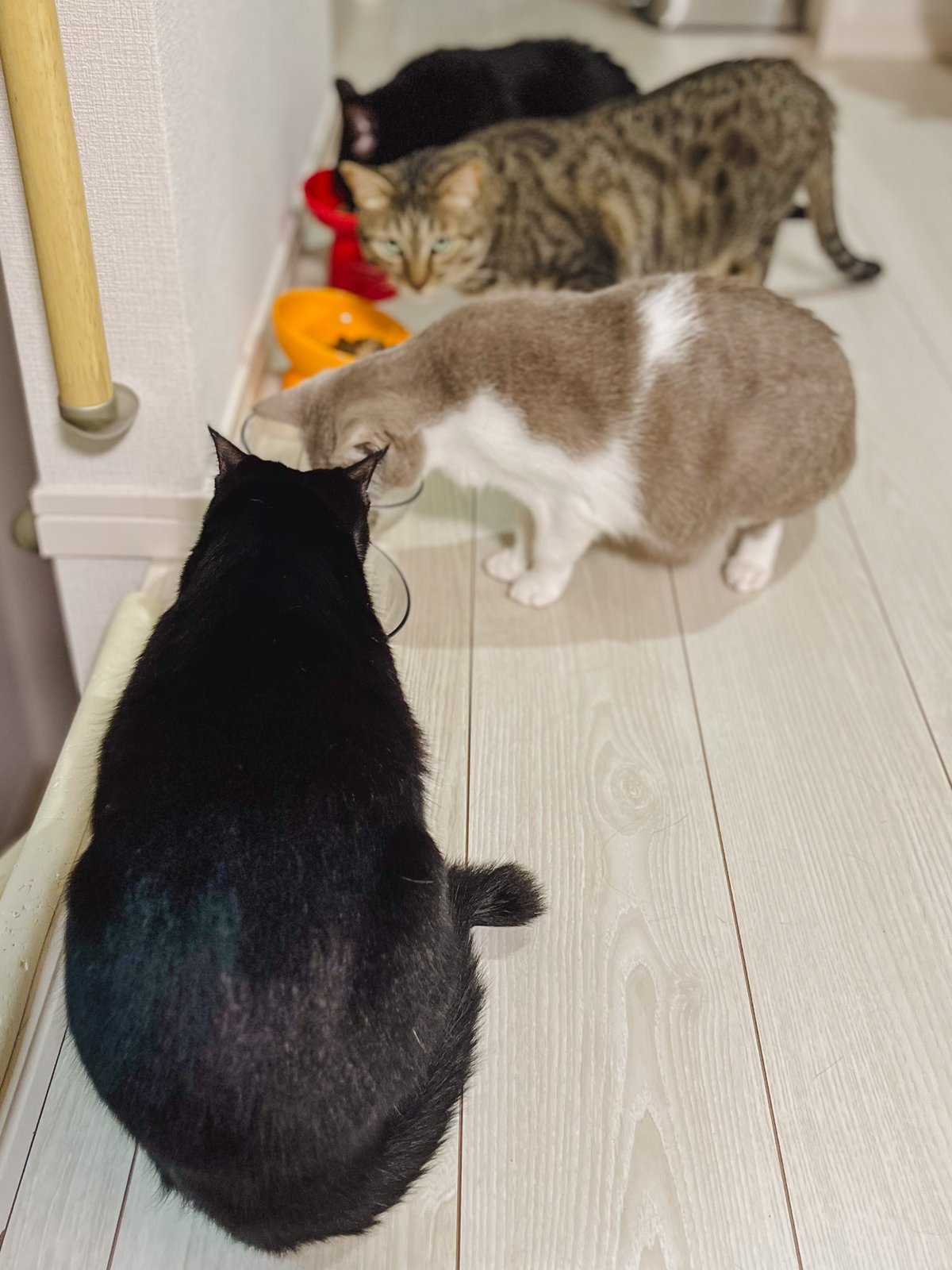numan編集長と暮らす4匹の愛猫たち