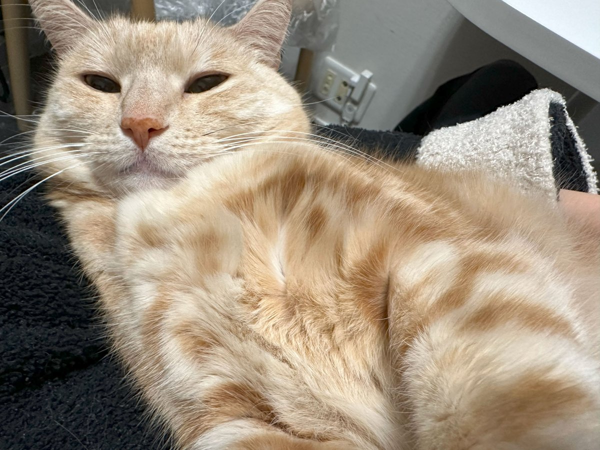 numan猫部 森嶋秀太