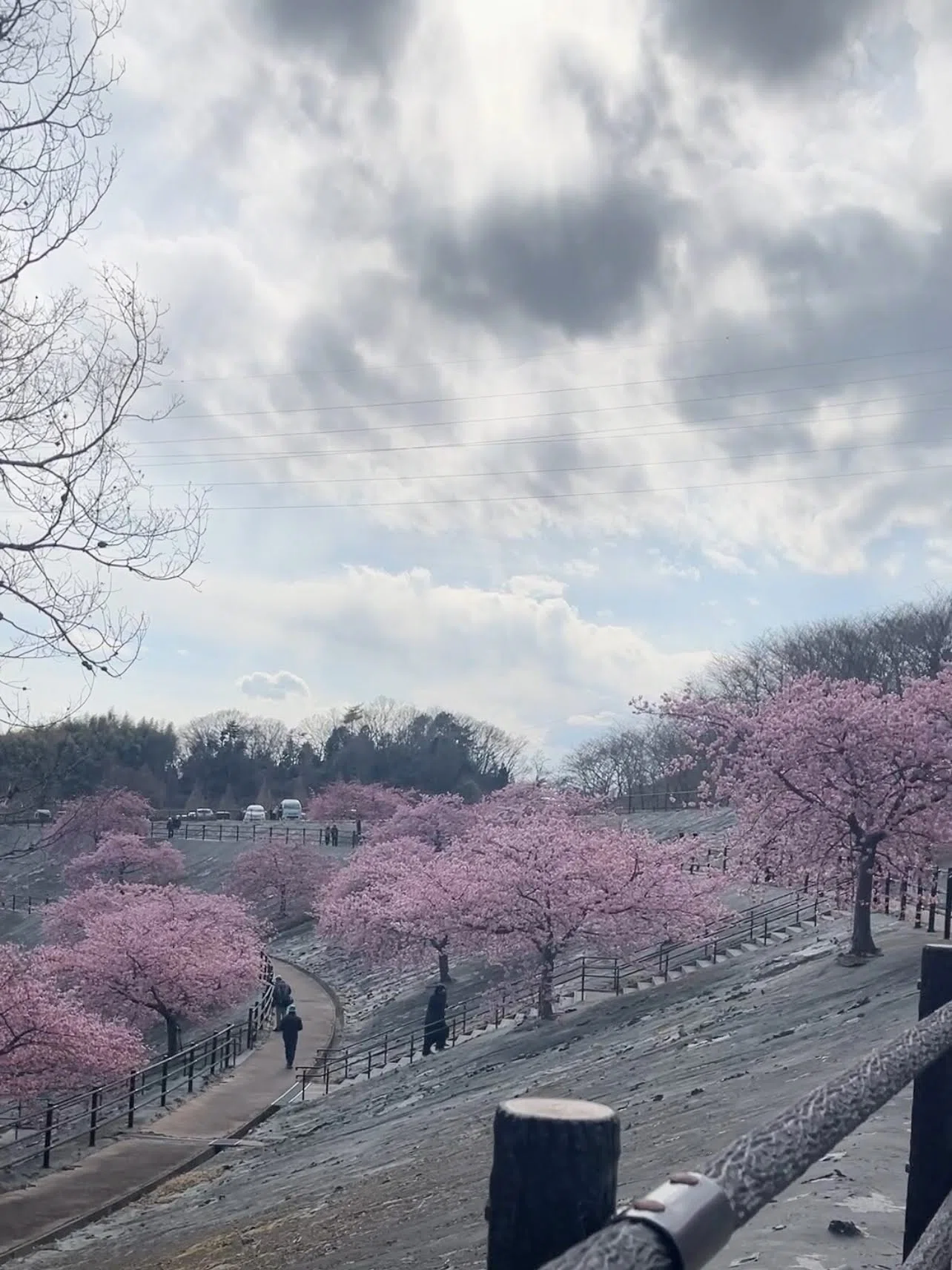 待ちに待った！春を告げる21世紀の森公園の河津桜2025.3.18《いわき市