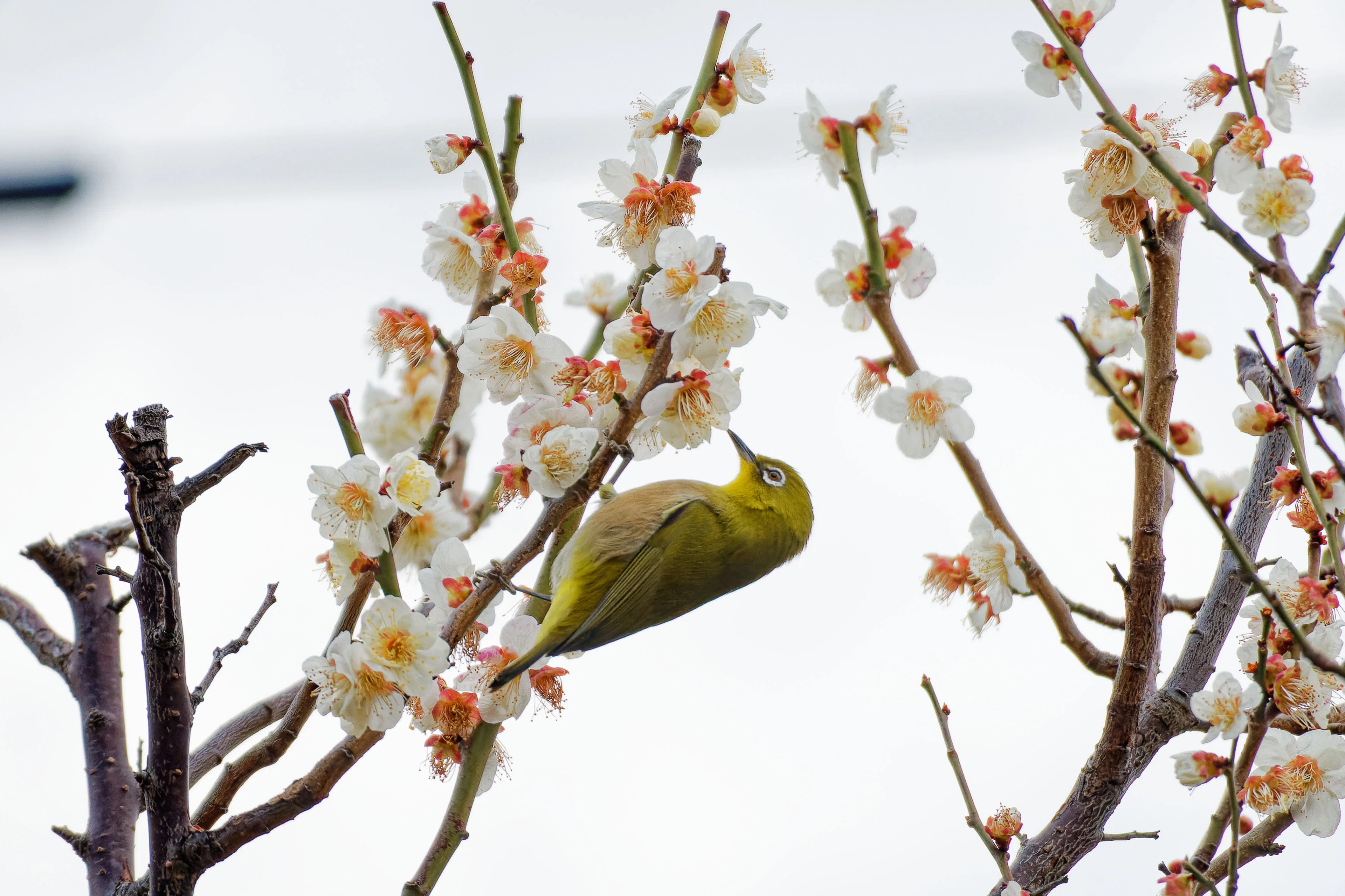 メジロに会いに梅林へ｜写真日記｜Aki くらしフォトグラファー