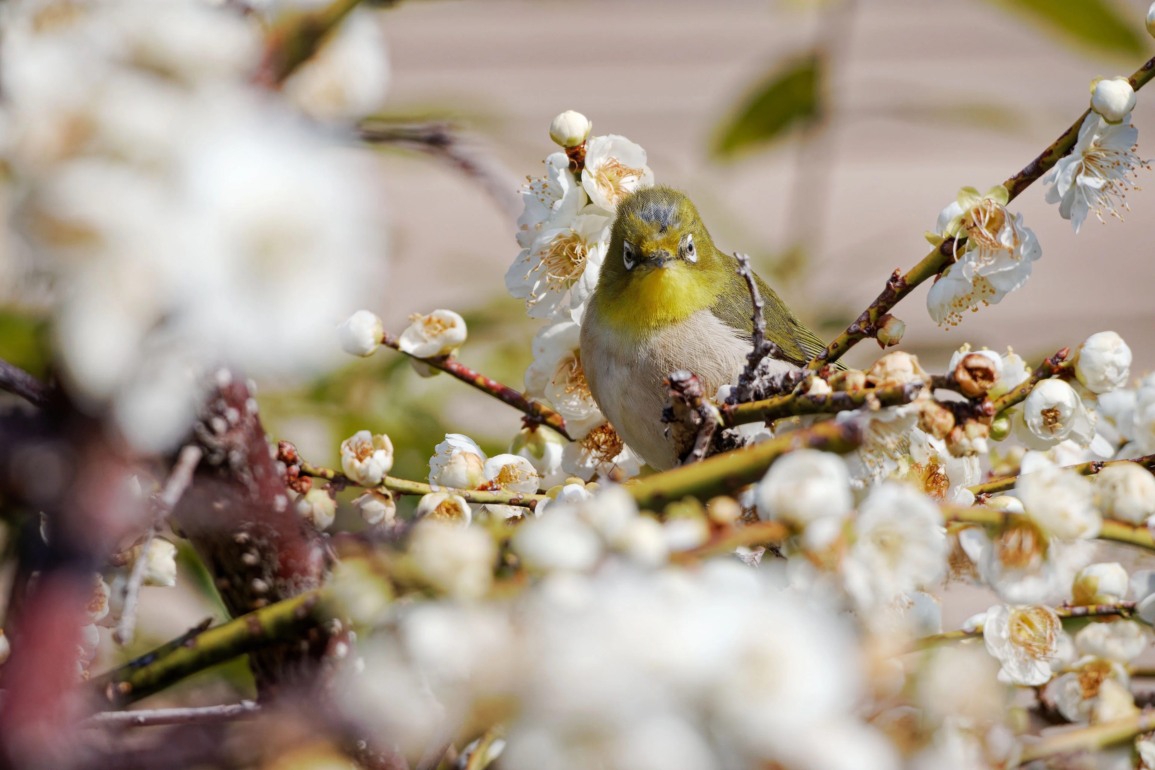 メジロに会いに梅林へ｜写真日記｜Aki くらしフォトグラファー