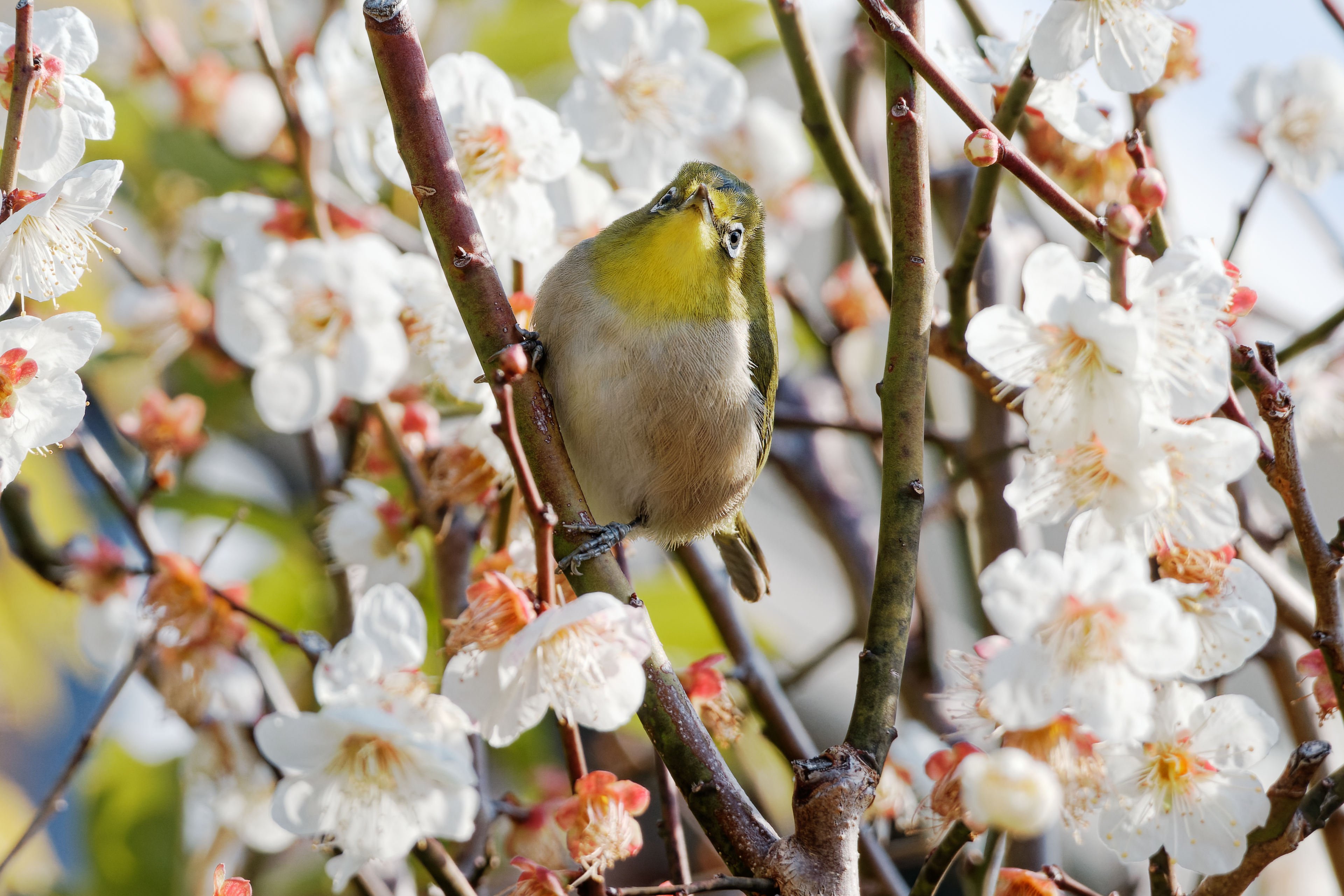メジロに会いに梅林へ｜写真日記｜Aki くらしフォトグラファー