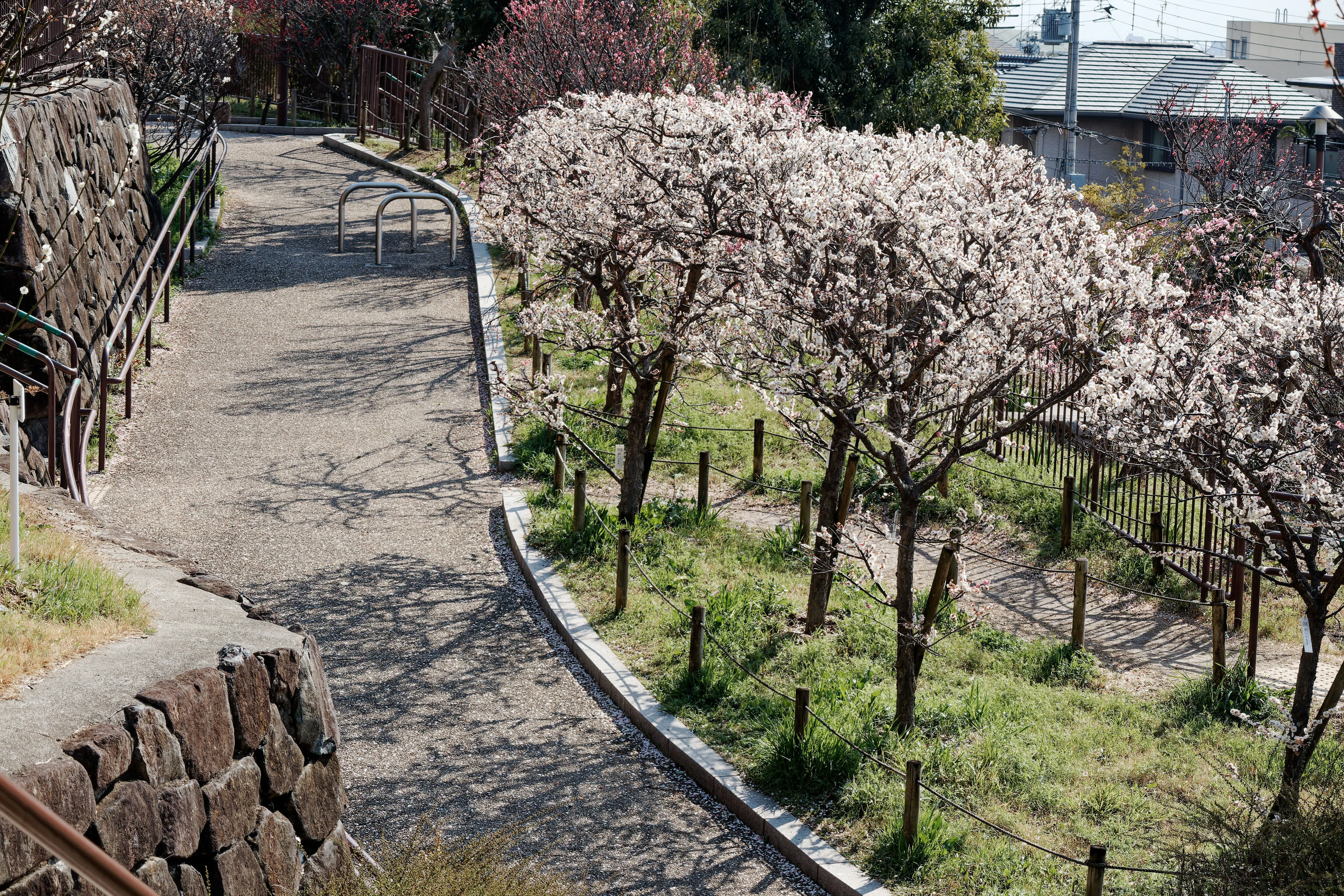 メジロに会いに梅林へ｜写真日記｜Aki くらしフォトグラファー