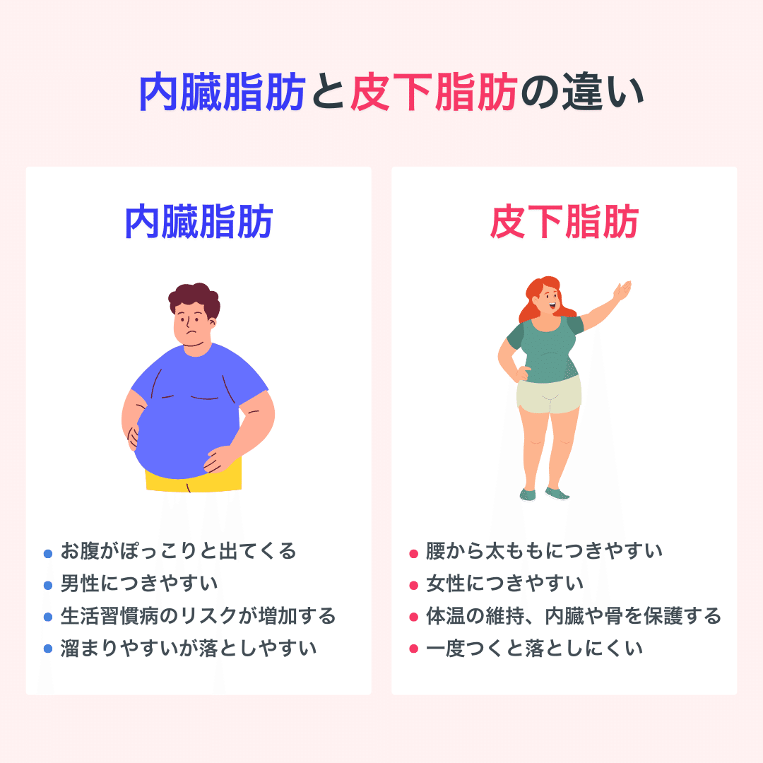 皮下脂肪型と内臓脂肪型の脂肪の付き方を比較できる下腹部の模型です