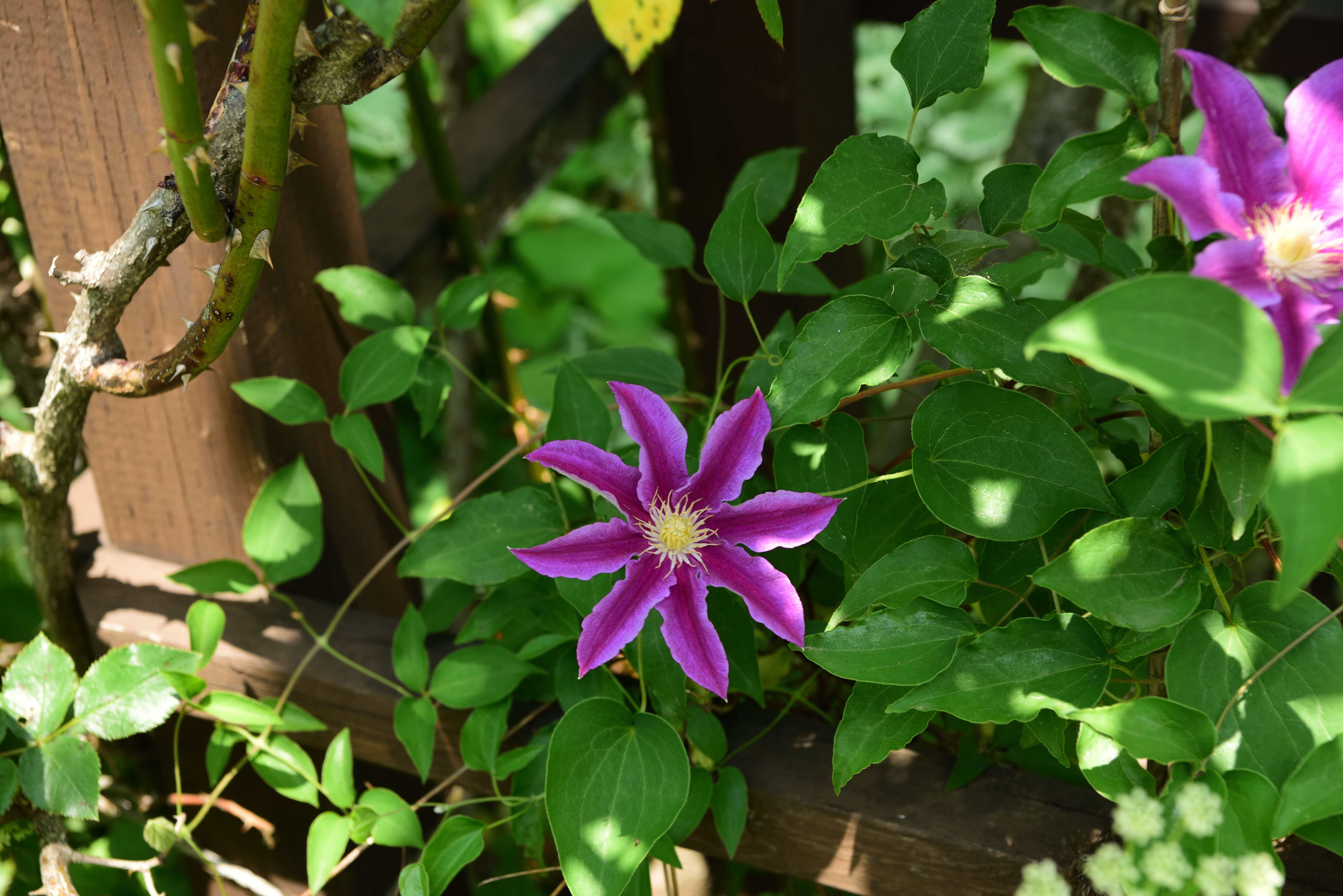魅惑のクレマチス：優雅に咲き誇る自然の芸術」｜光と風のアルバム