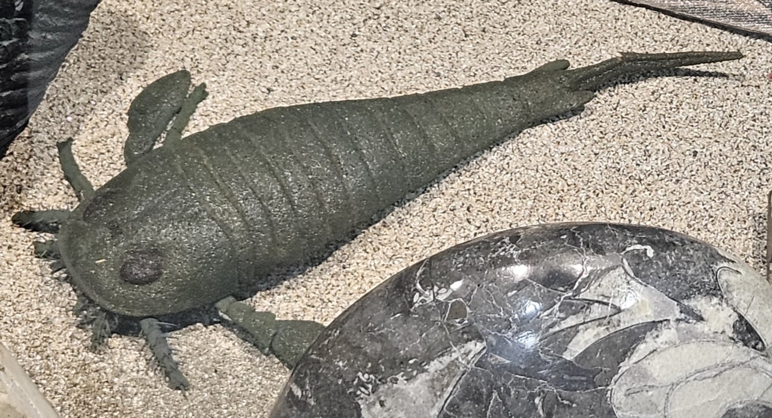 The Lost Universe 古代の巨大海洋節足動物④巨大ウミサソリ｜美原さつき