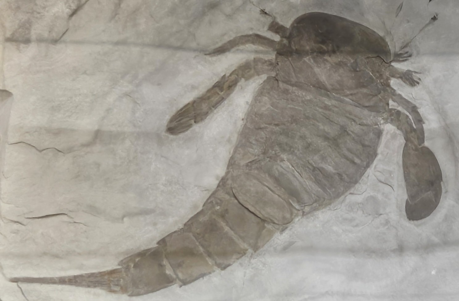 The Lost Universe 古代の巨大海洋節足動物④巨大ウミサソリ｜美原さつき