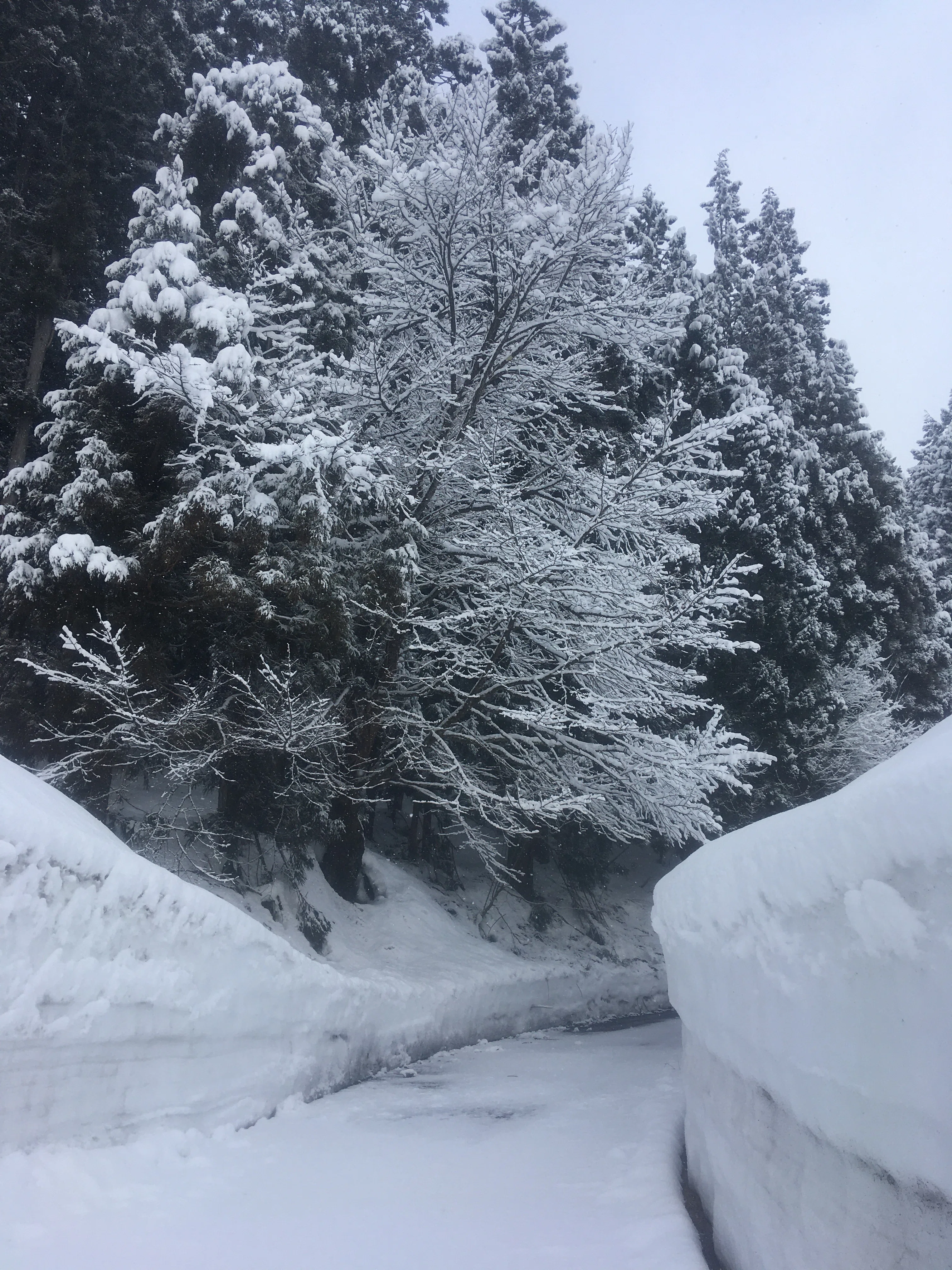 石徹白Life2648日目【三寒四温の名残雪】山桜に雪花が満開です。｜大西