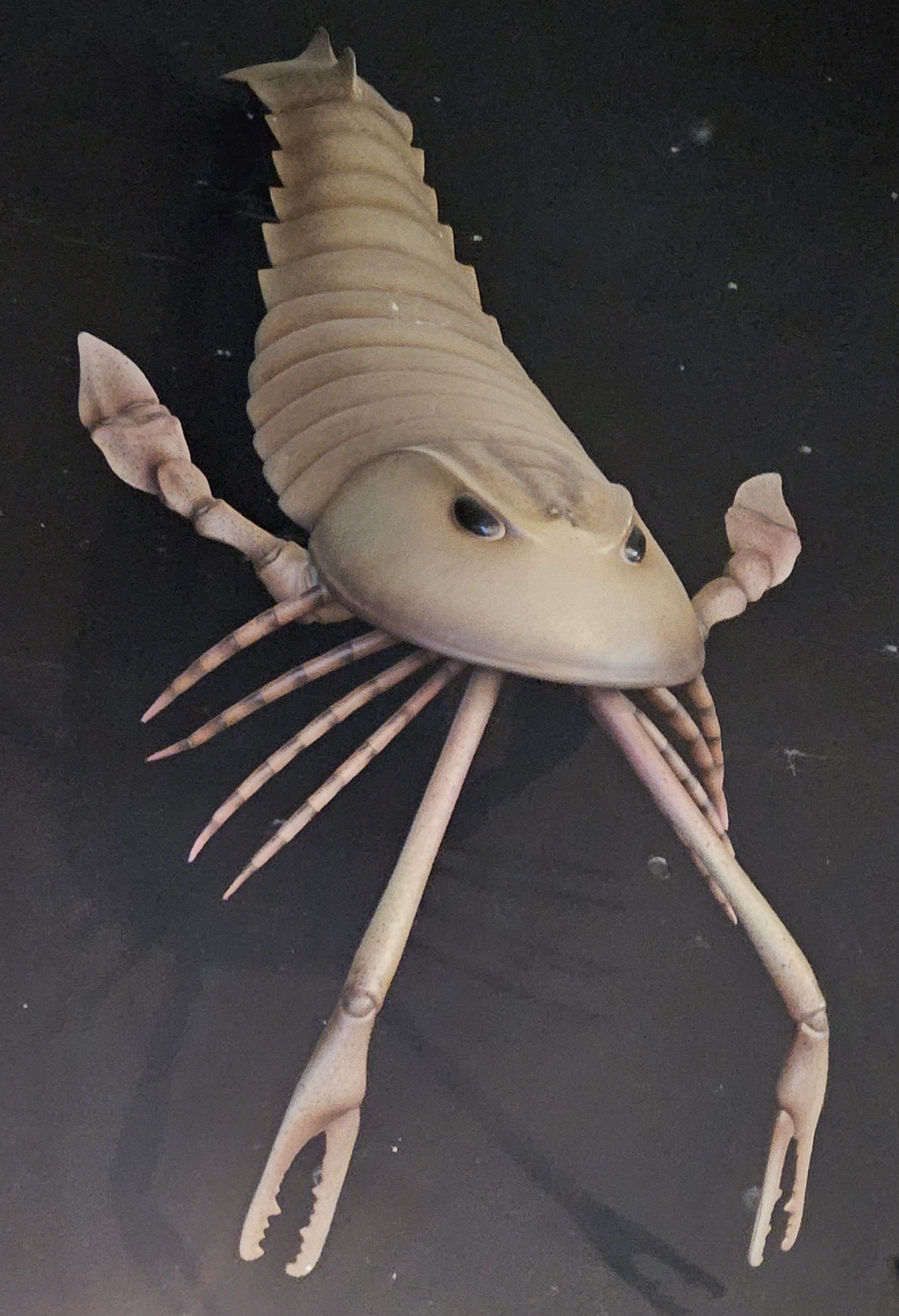 The Lost Universe 古代の巨大海洋節足動物④巨大ウミサソリ｜美原さつき