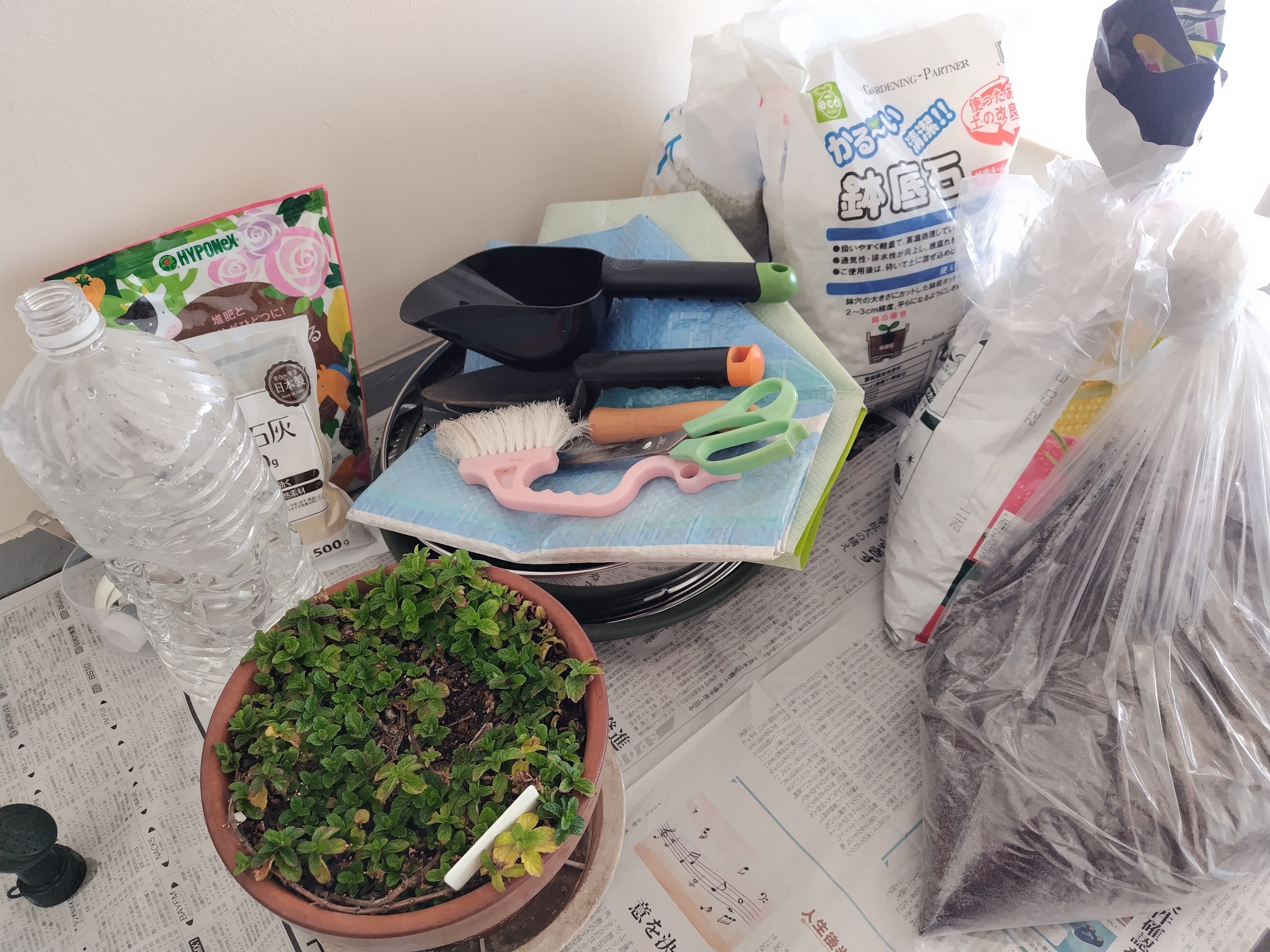 ミントを植え直すよ～｜マッコ