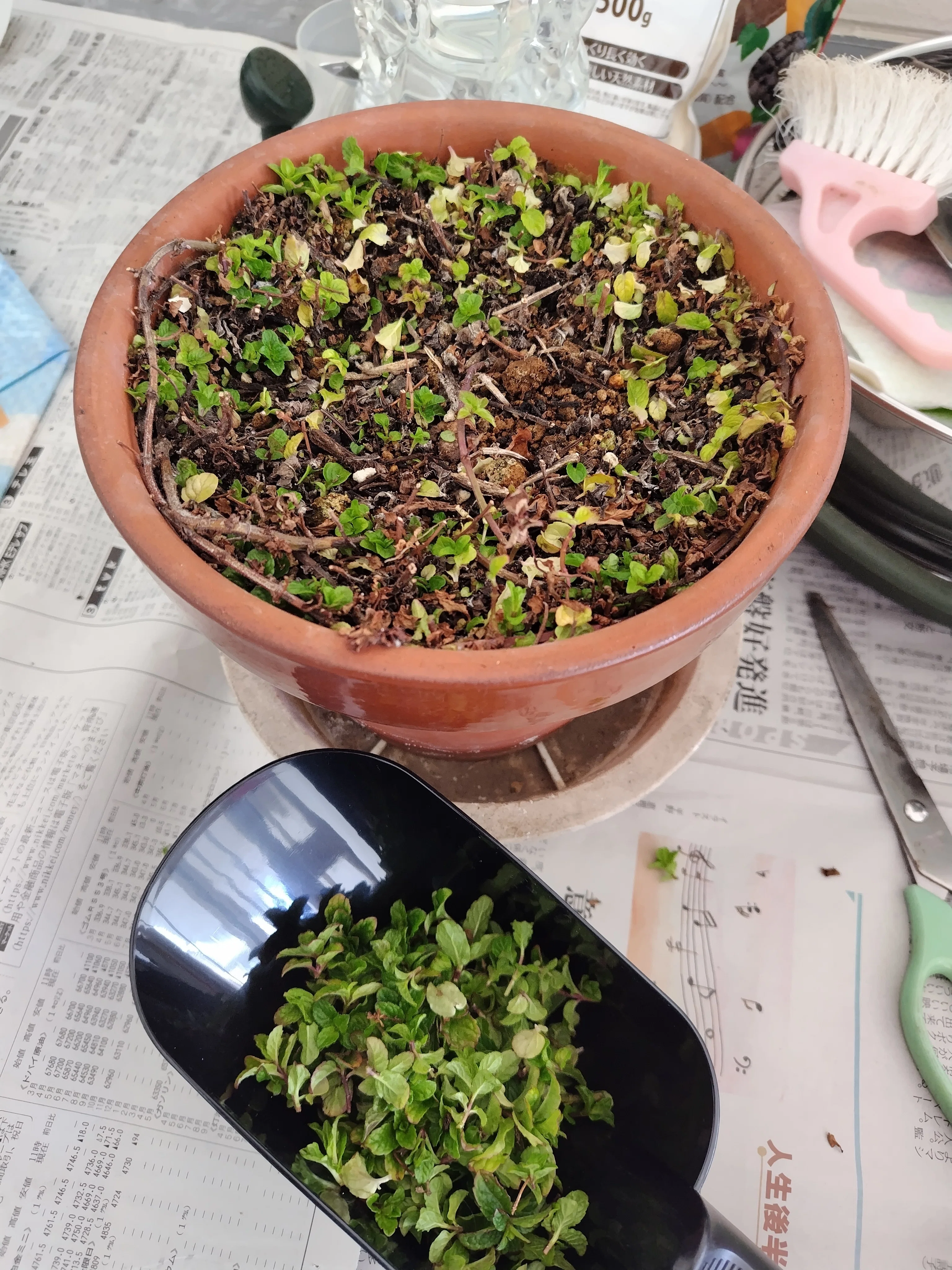 ミントを植え直すよ～｜マッコ